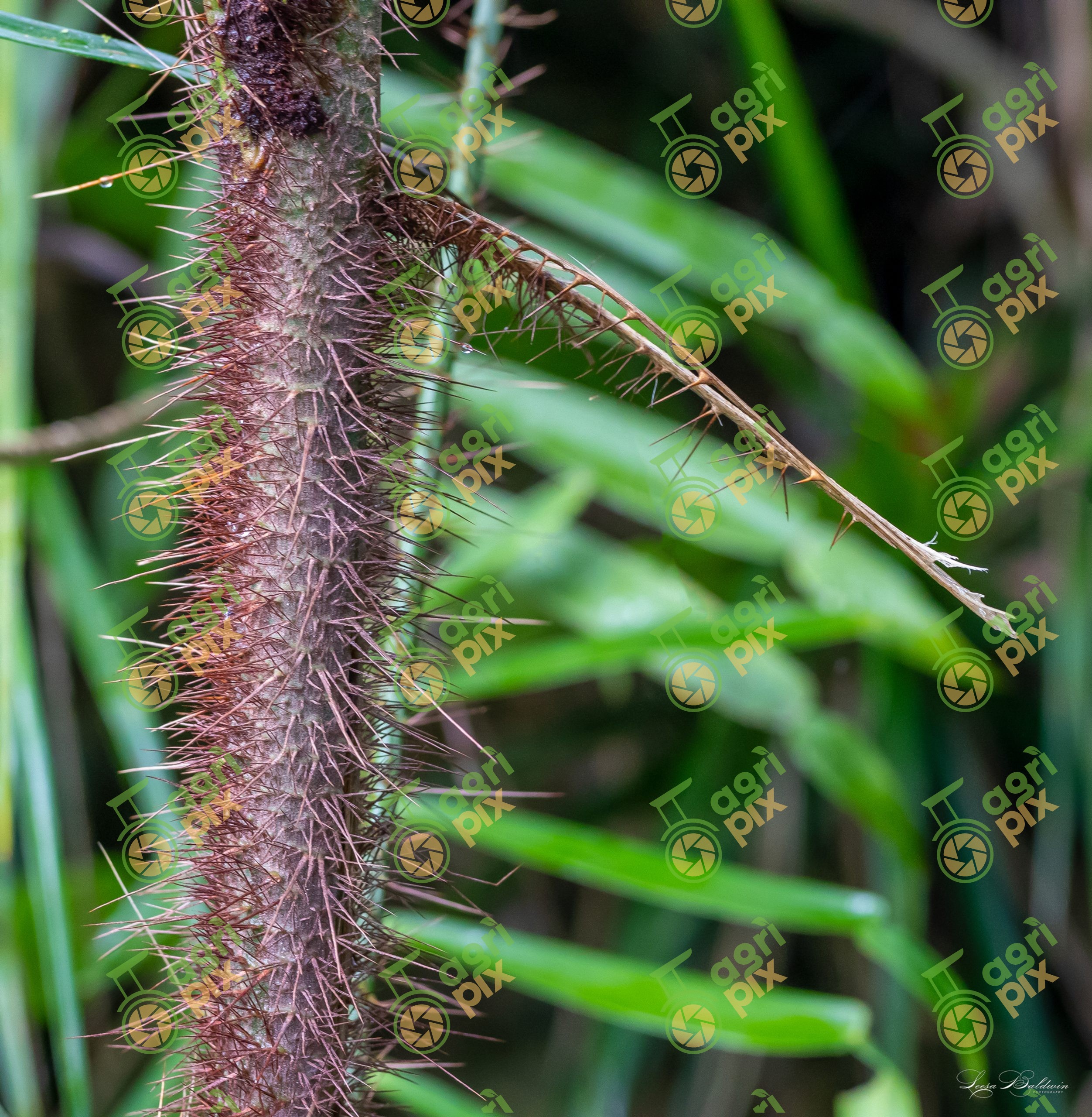 Close-up of Vicious Hairy Mary (Calamus radicalis), Cairns Region, Queensland