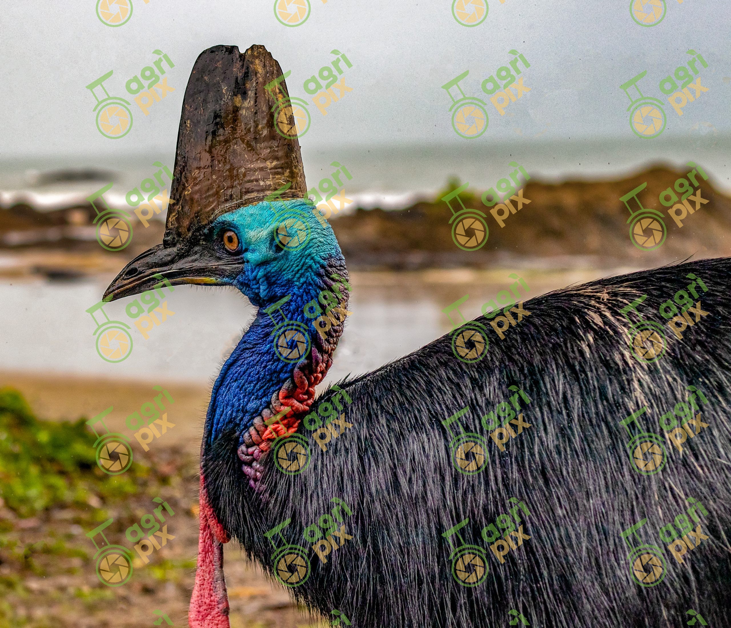 Close-up Portrait of a Southern Cassowary at Etty Bay, Queensland