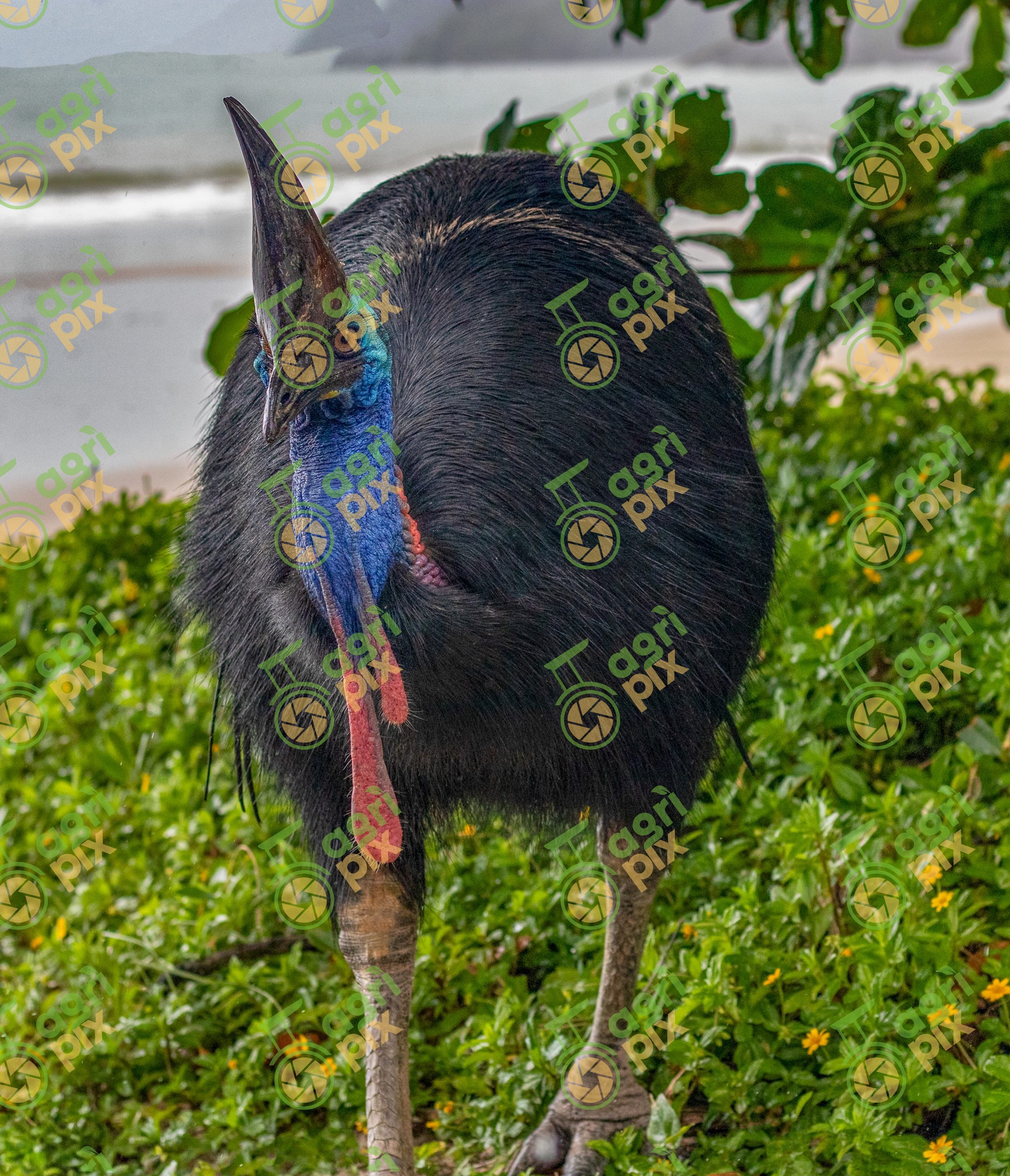 Southern Cassowary at Etty Bay, Queensland