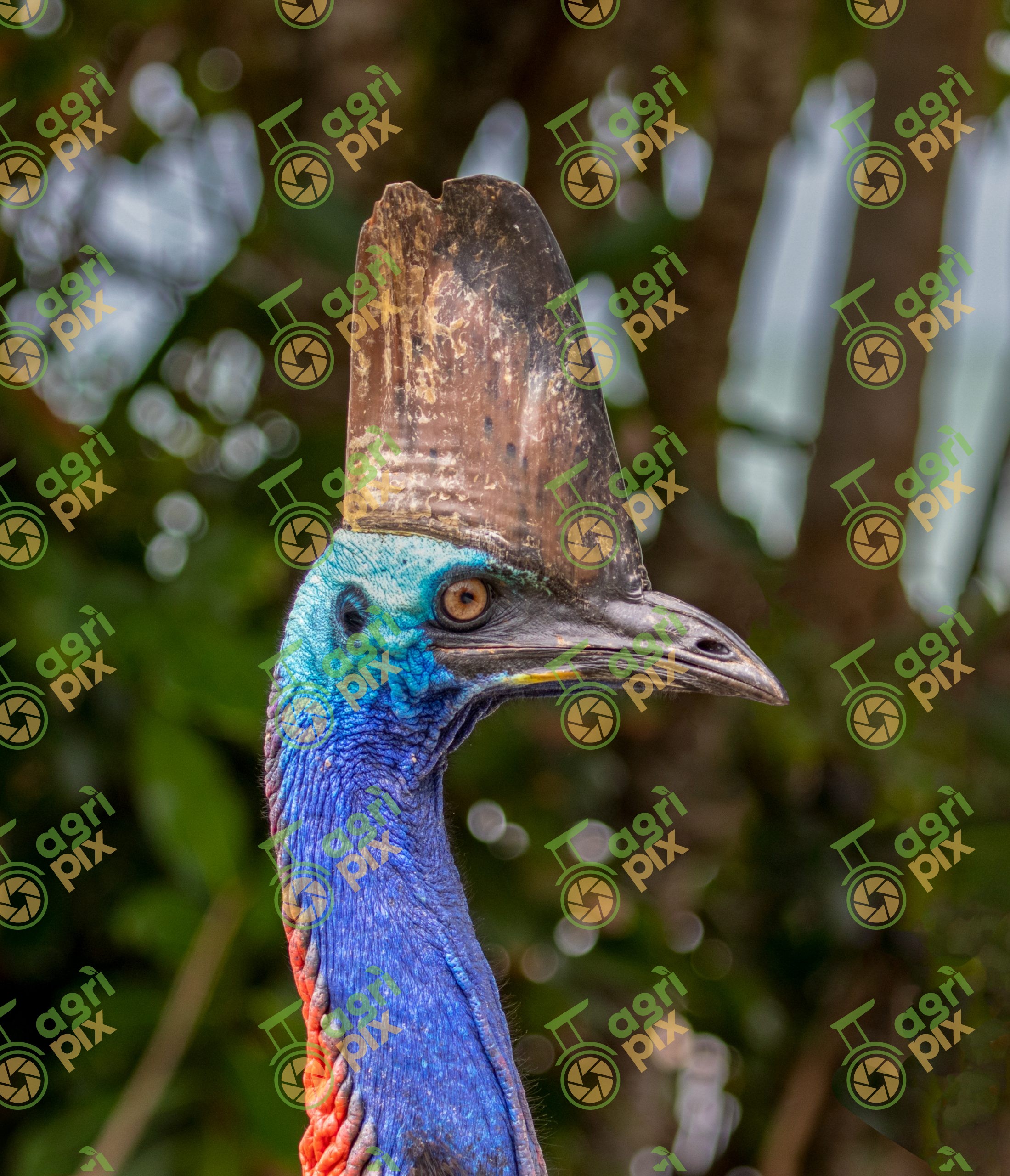 Head Portrait of a Southern Cassowary at Etty Bay, Queensland