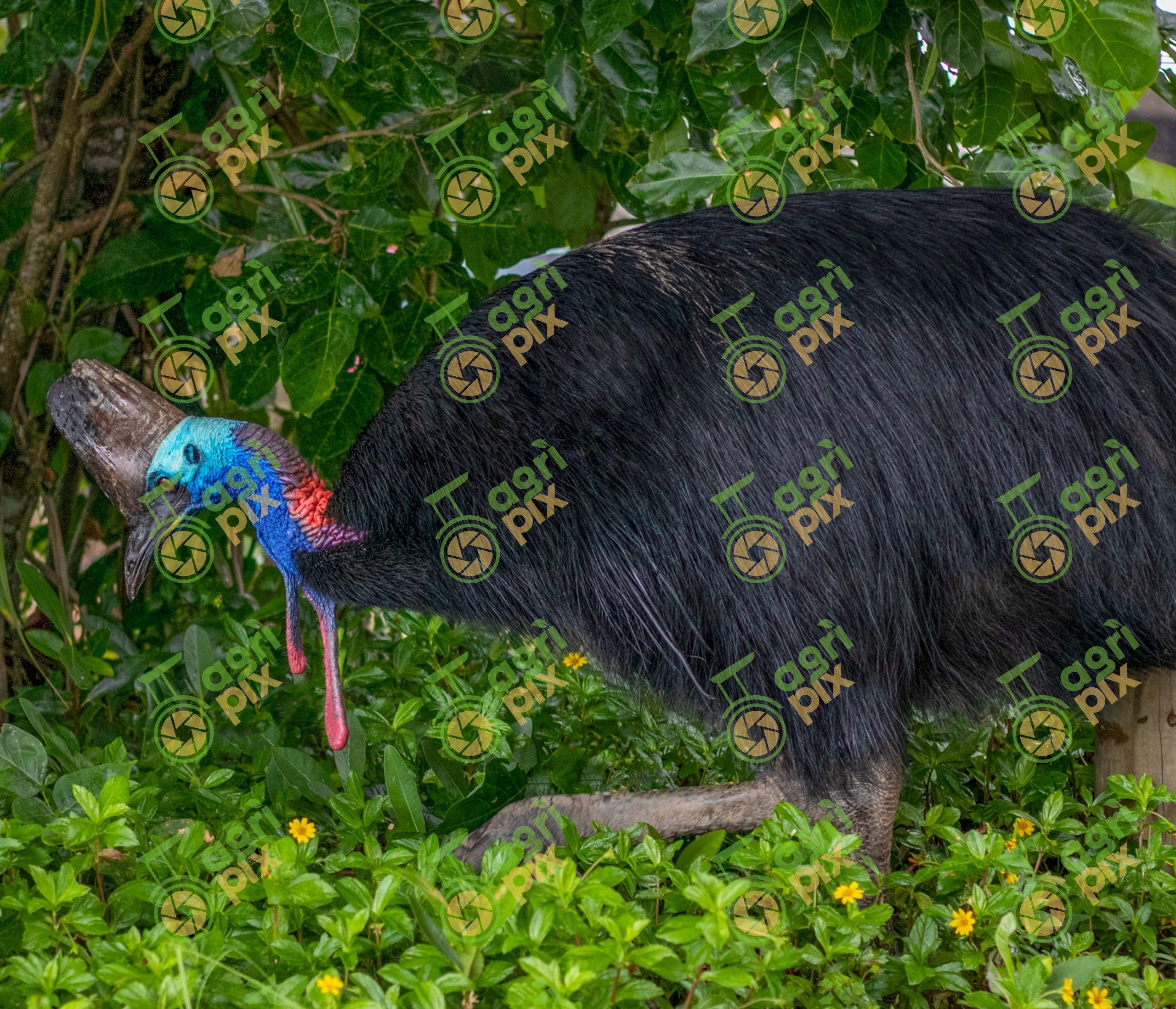 Southern Cassowary at Etty Bay, Queensland