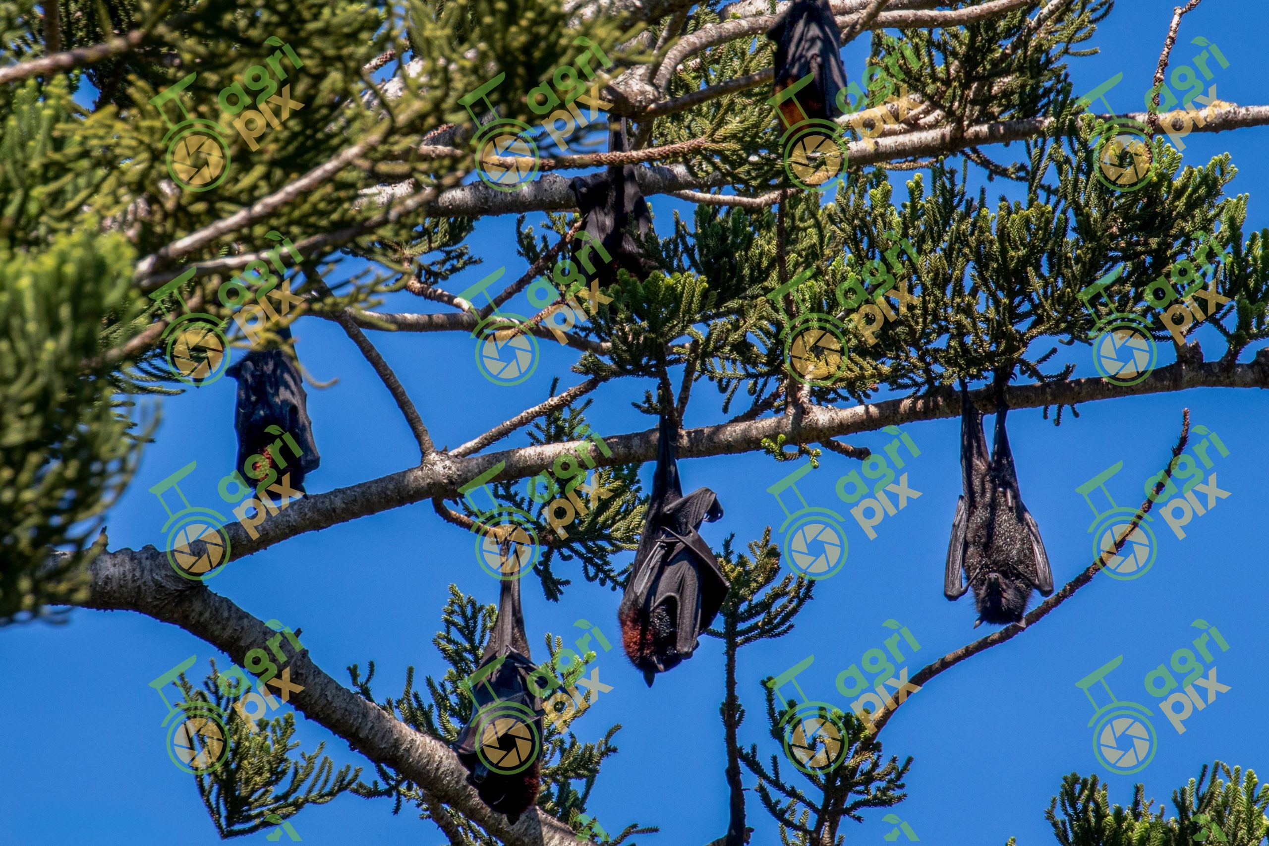 Black Flying Foxes Roosting in a Hoop Pine, Walkerston, Queensland
