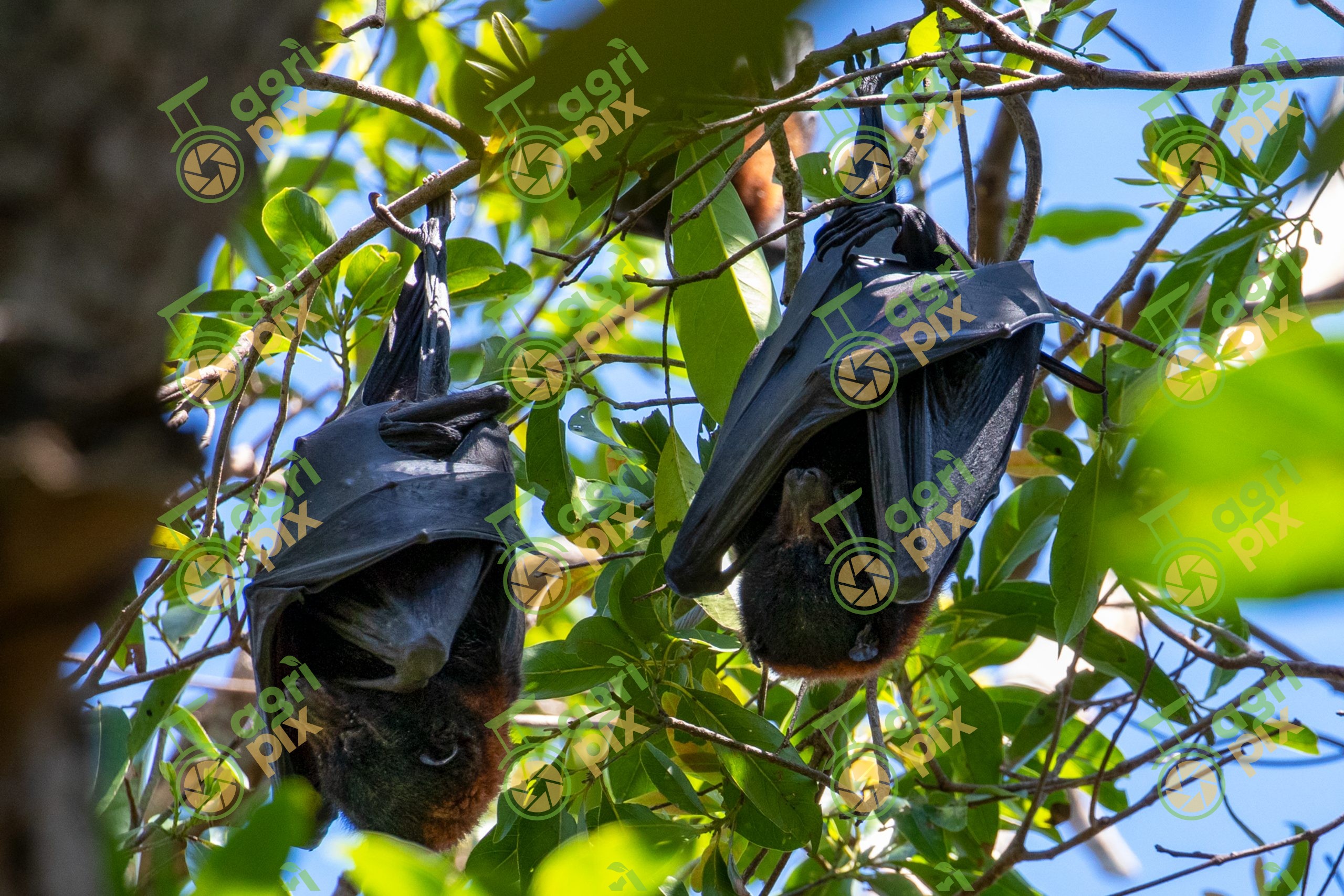 Black Flying Foxes Roosting in a Tree, Queensland