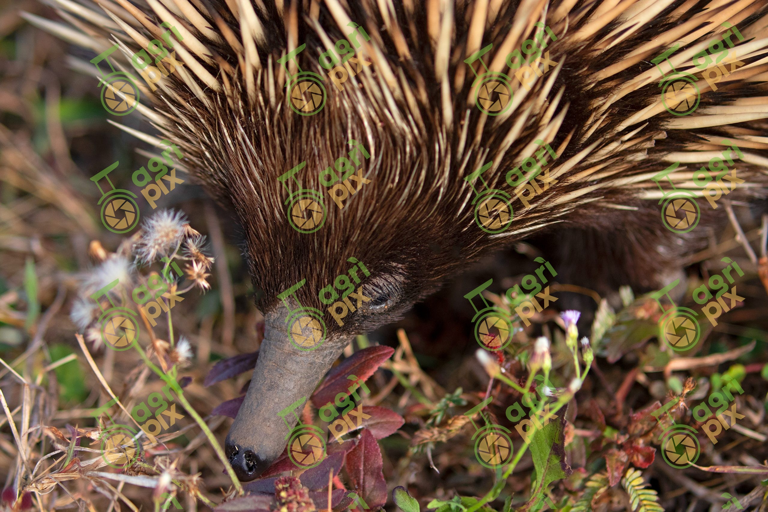 Short-beaked Echidna Foraging in Native Bushland