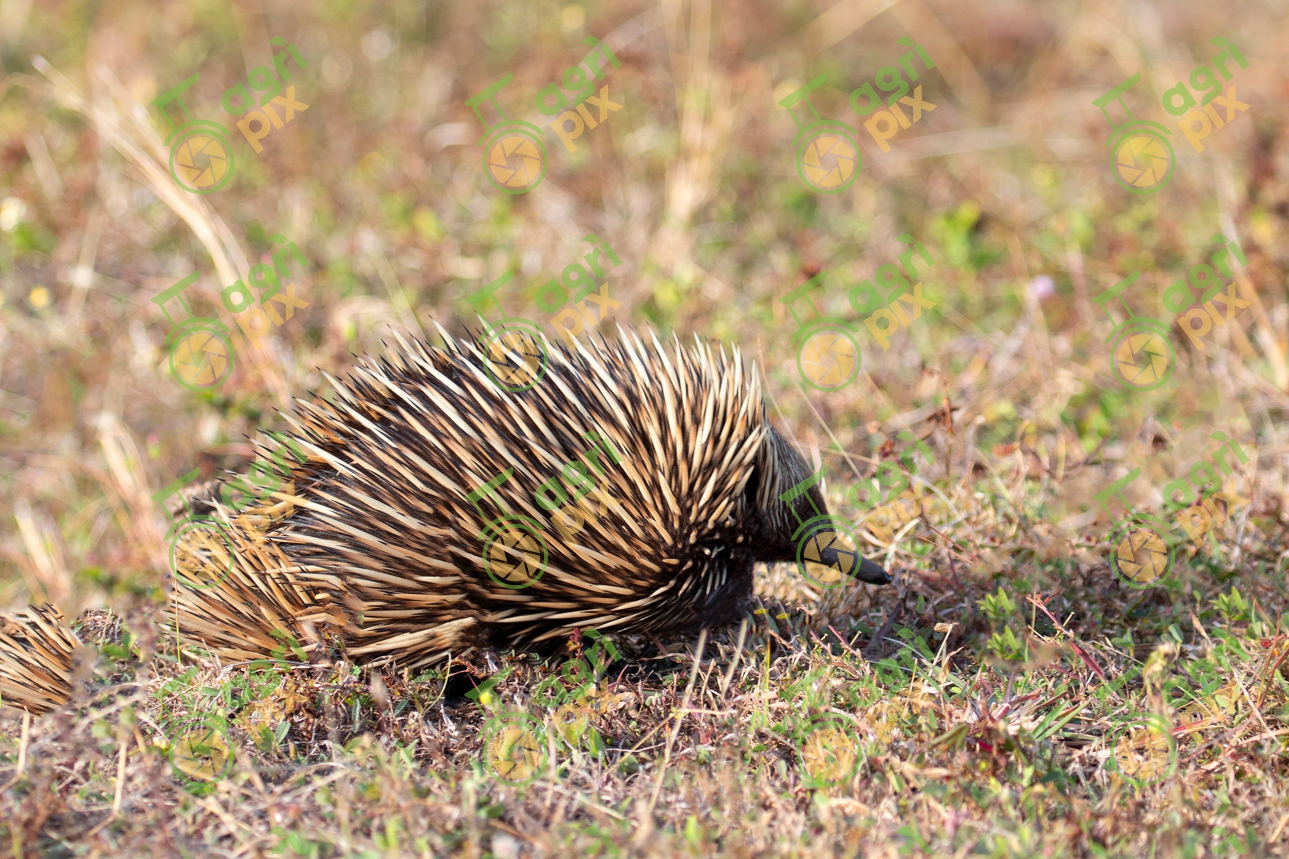 Short-beaked Echidna Foraging in Native Bushland
