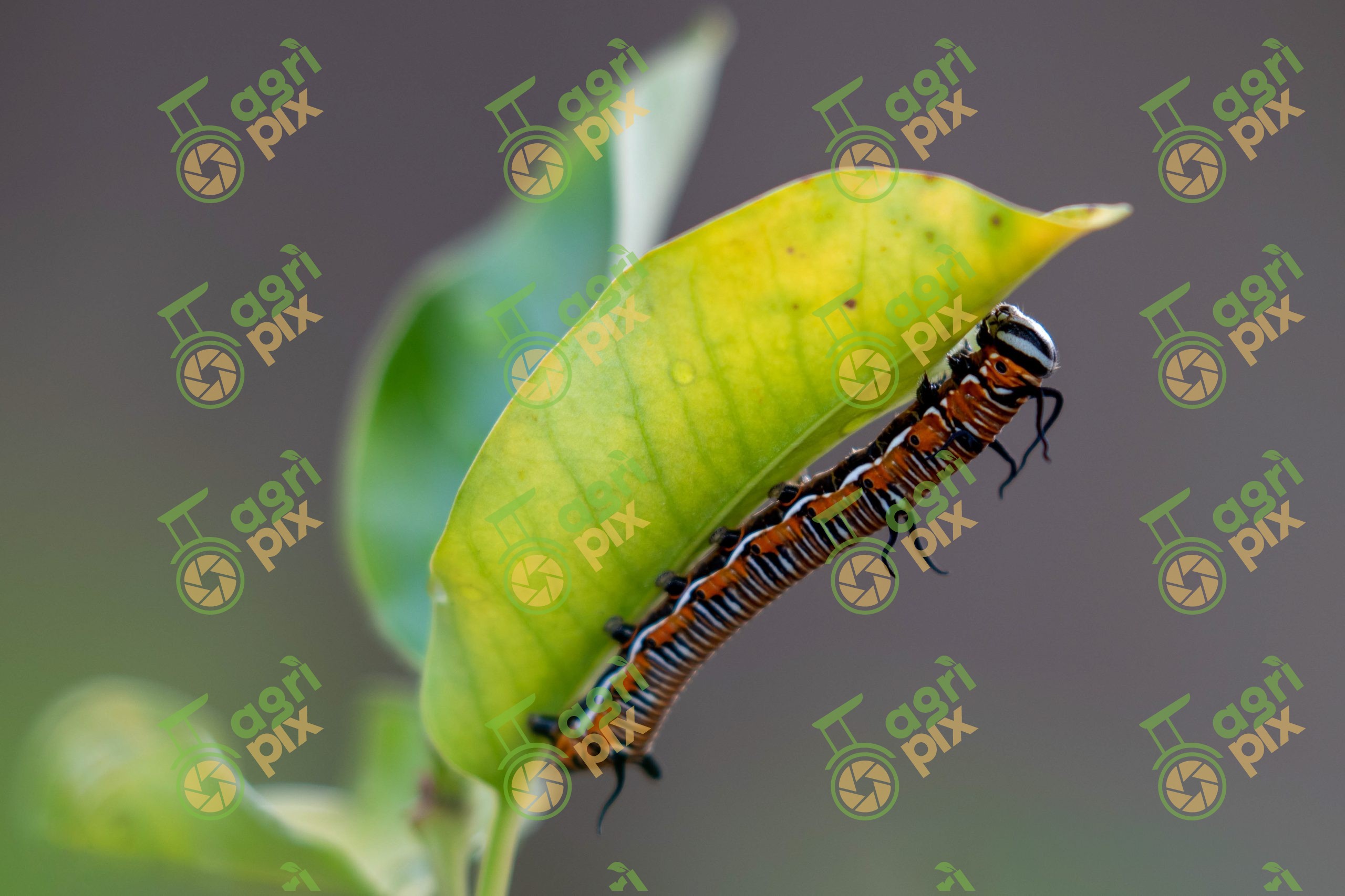 Common Crow Butterfly Caterpillar Feeding on a Leaf, Central Highlands, Queensland