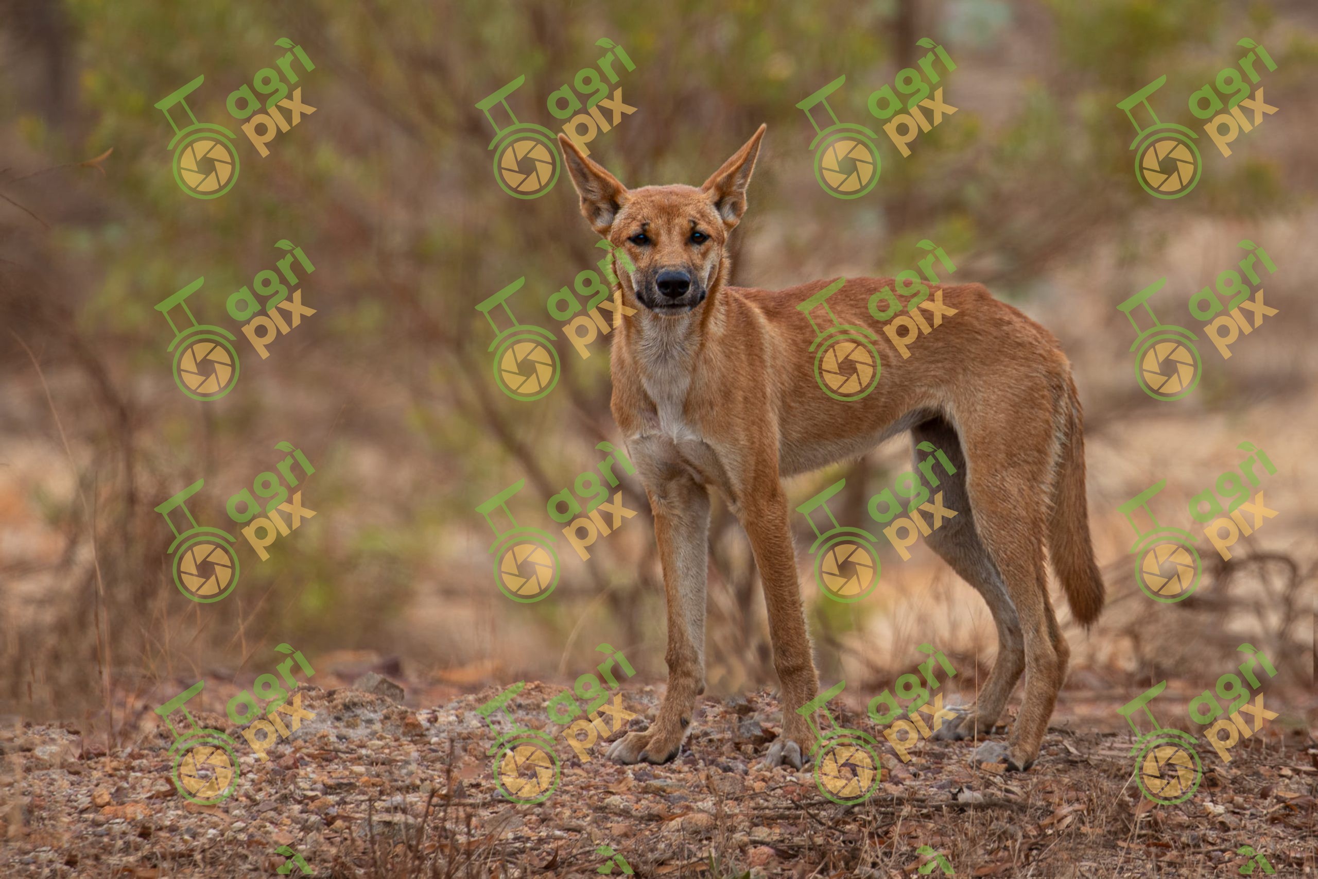 Wild Dingo at Lake Elphinstone, Queensland