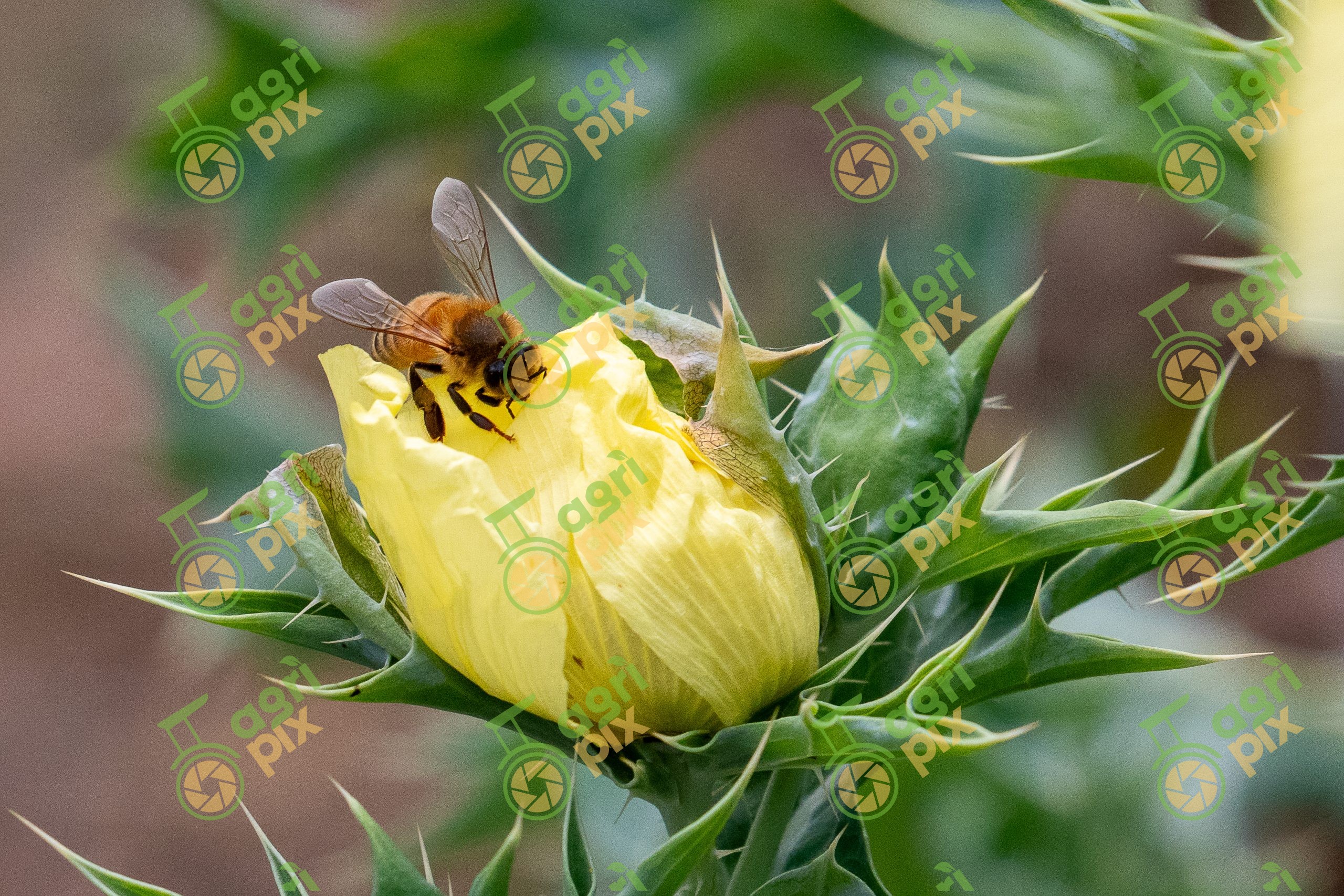 Yellow Mexican Poppy (Mexican Flame Flower) with Bee