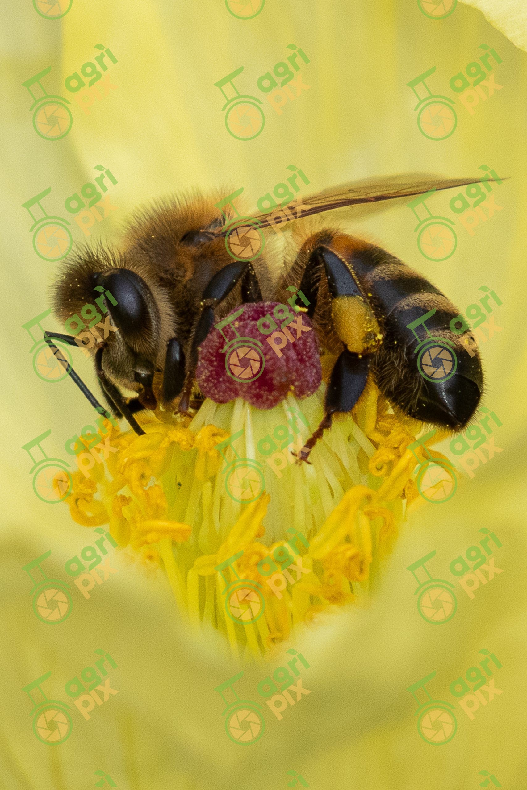 Yellow Mexican Poppy (Mexican Flame Flower) with Bee