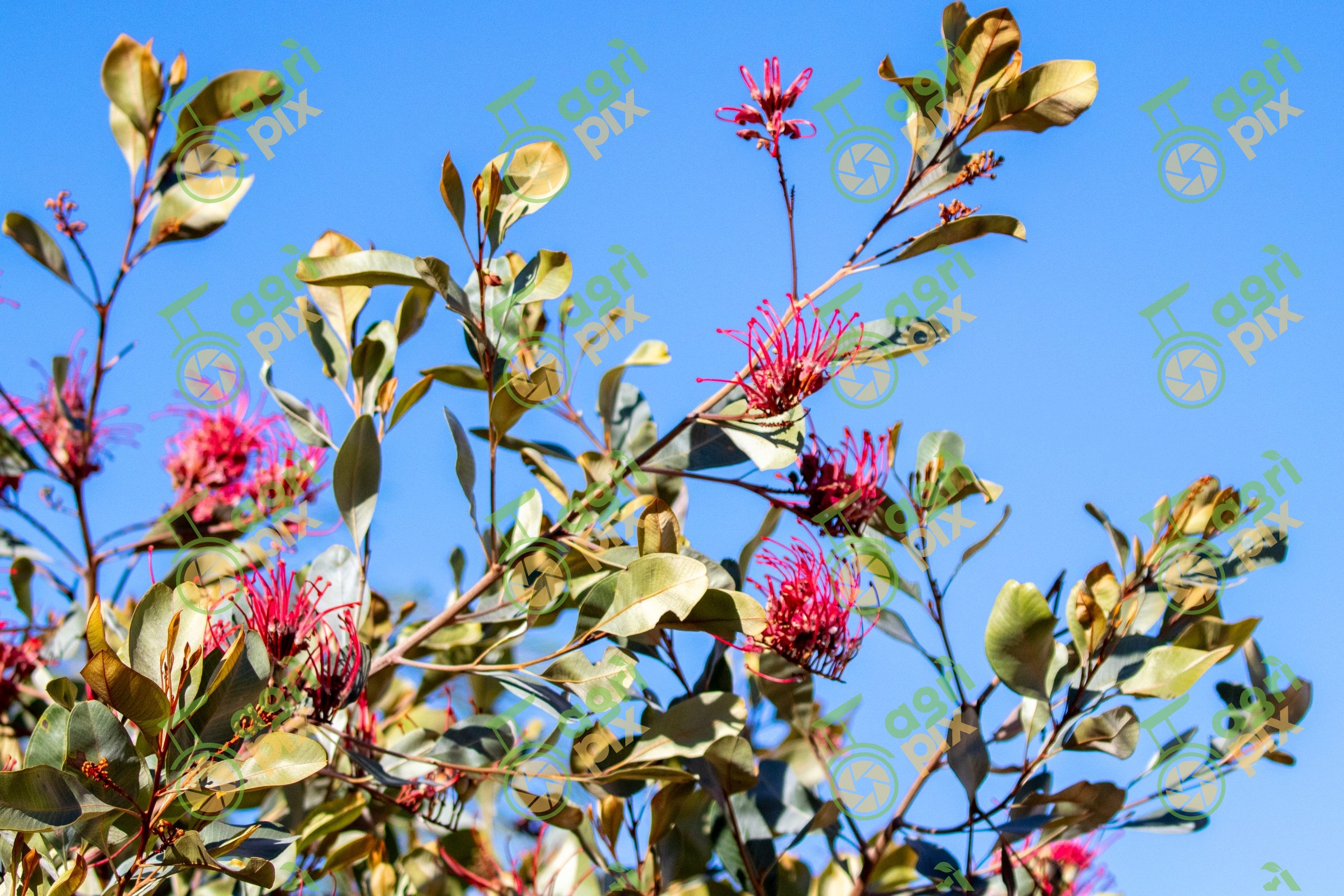 Flowering Grevillea Shrub with Crimson Spider Flowers