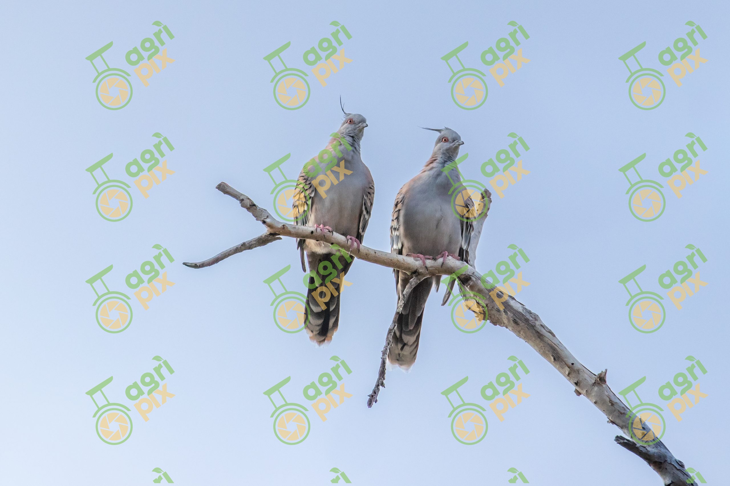 Two Crested Pigeons Perched on a Bare Branch