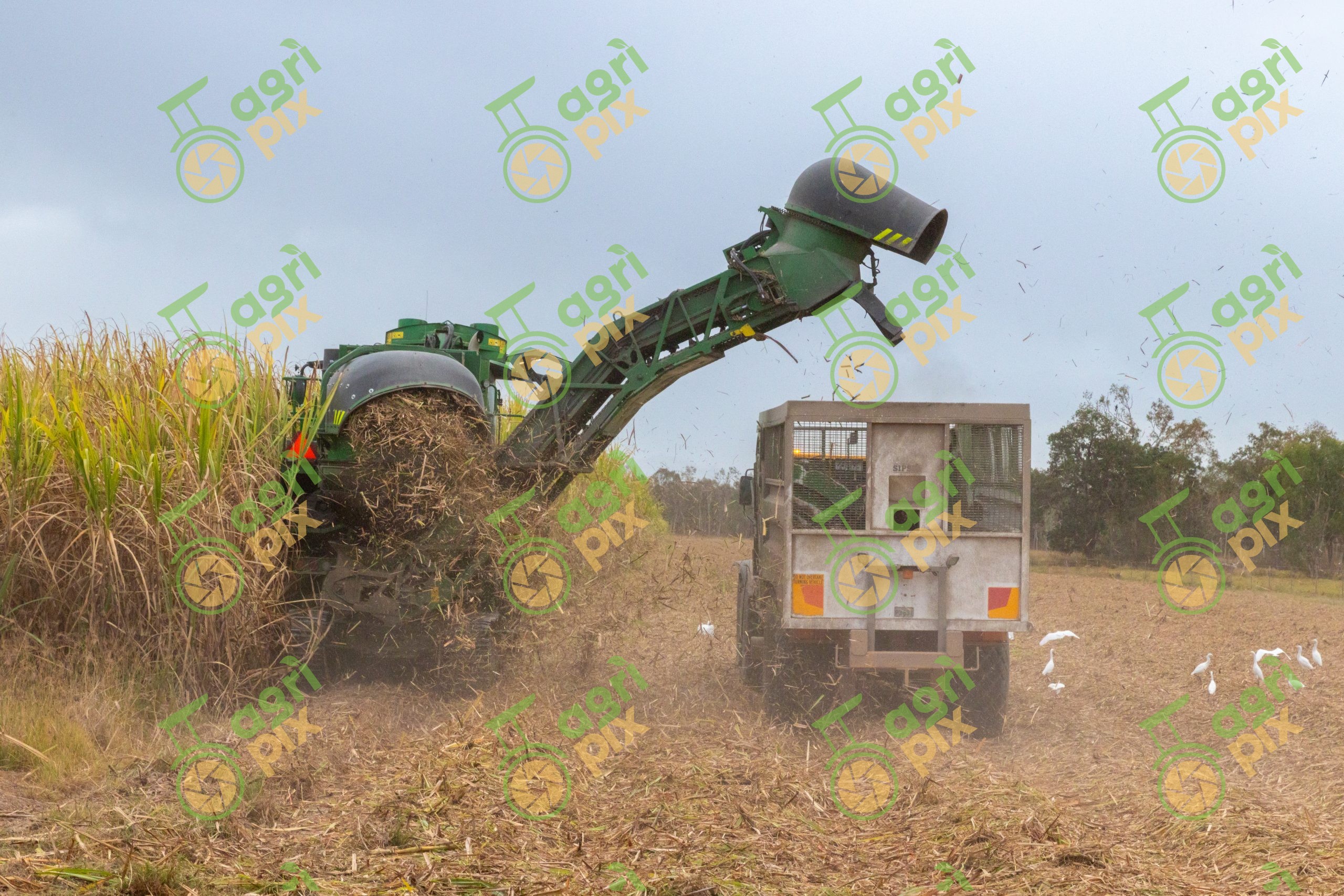 Mechanical Sugarcane Harvester Unloading Billets During Harvest at Ayr, Queensland