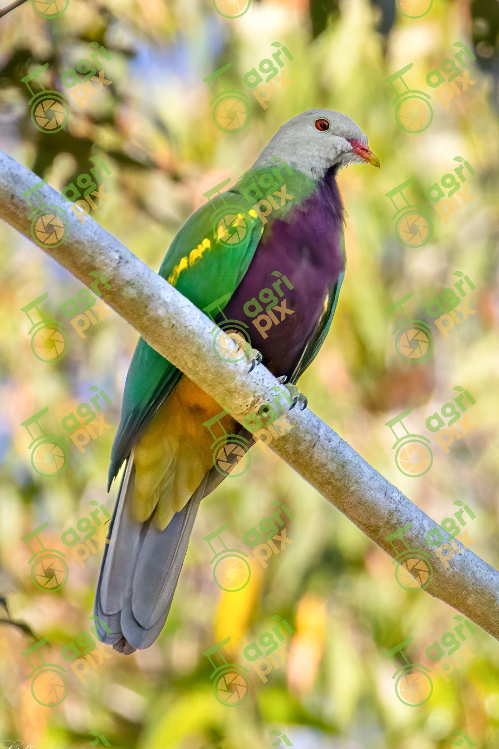 Wompoo Fruit-Dove Perched in a Rainforest Tree, Queensland