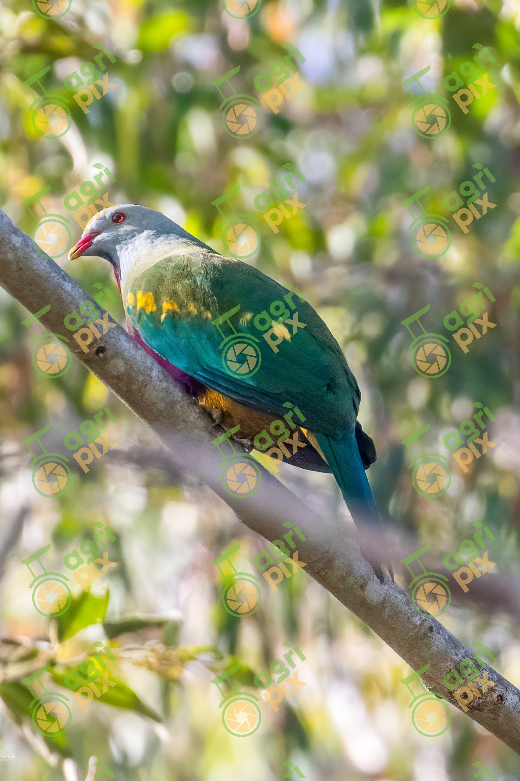 Wompoo Fruit-Dove Resting on a Rainforest Branch in Queensland