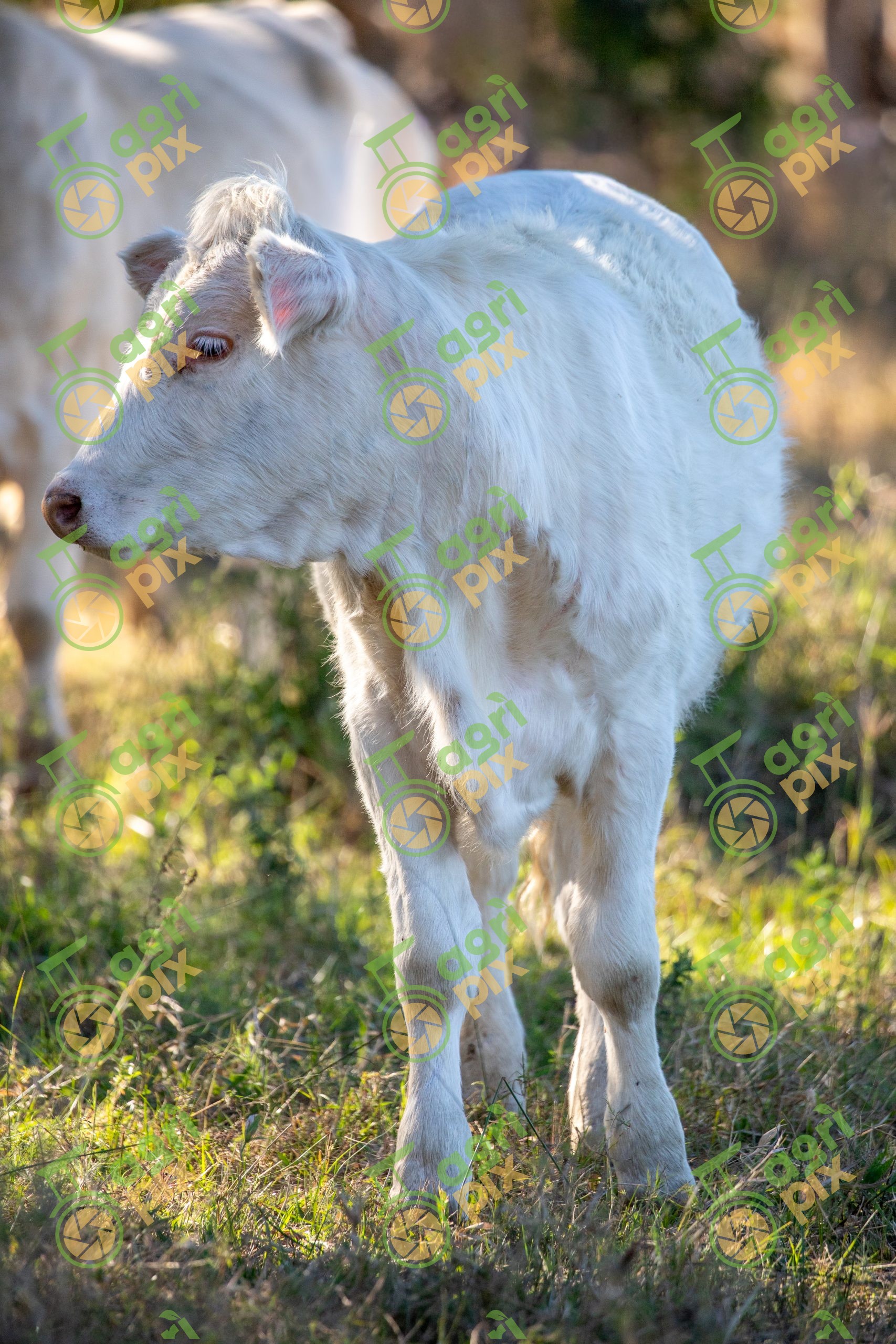 Charolais Calf Grazing in a Paddock near Lake Elphinstone, Central Highlands, Queensland