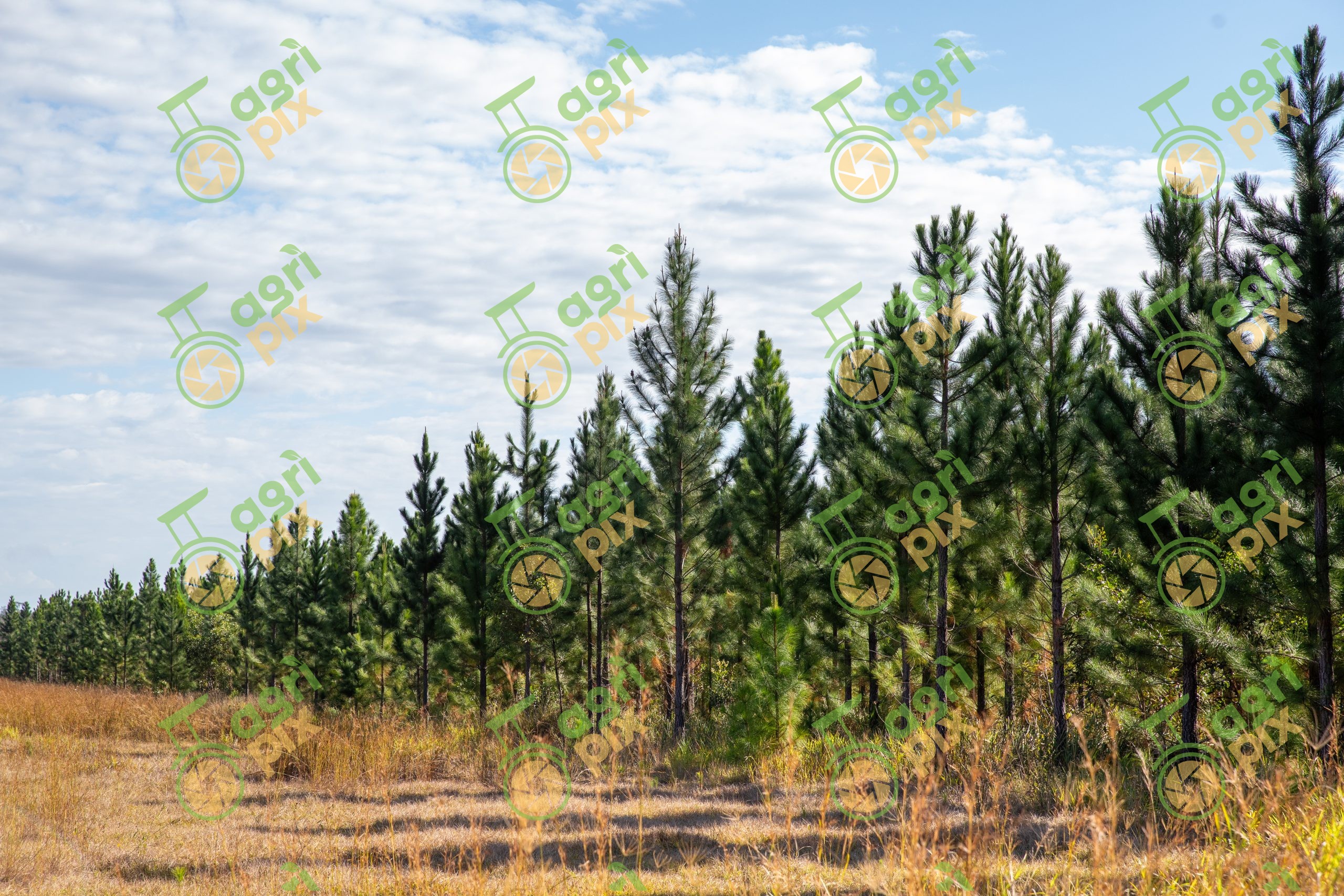 Southern Pine Plantation in Gympie, Queensland