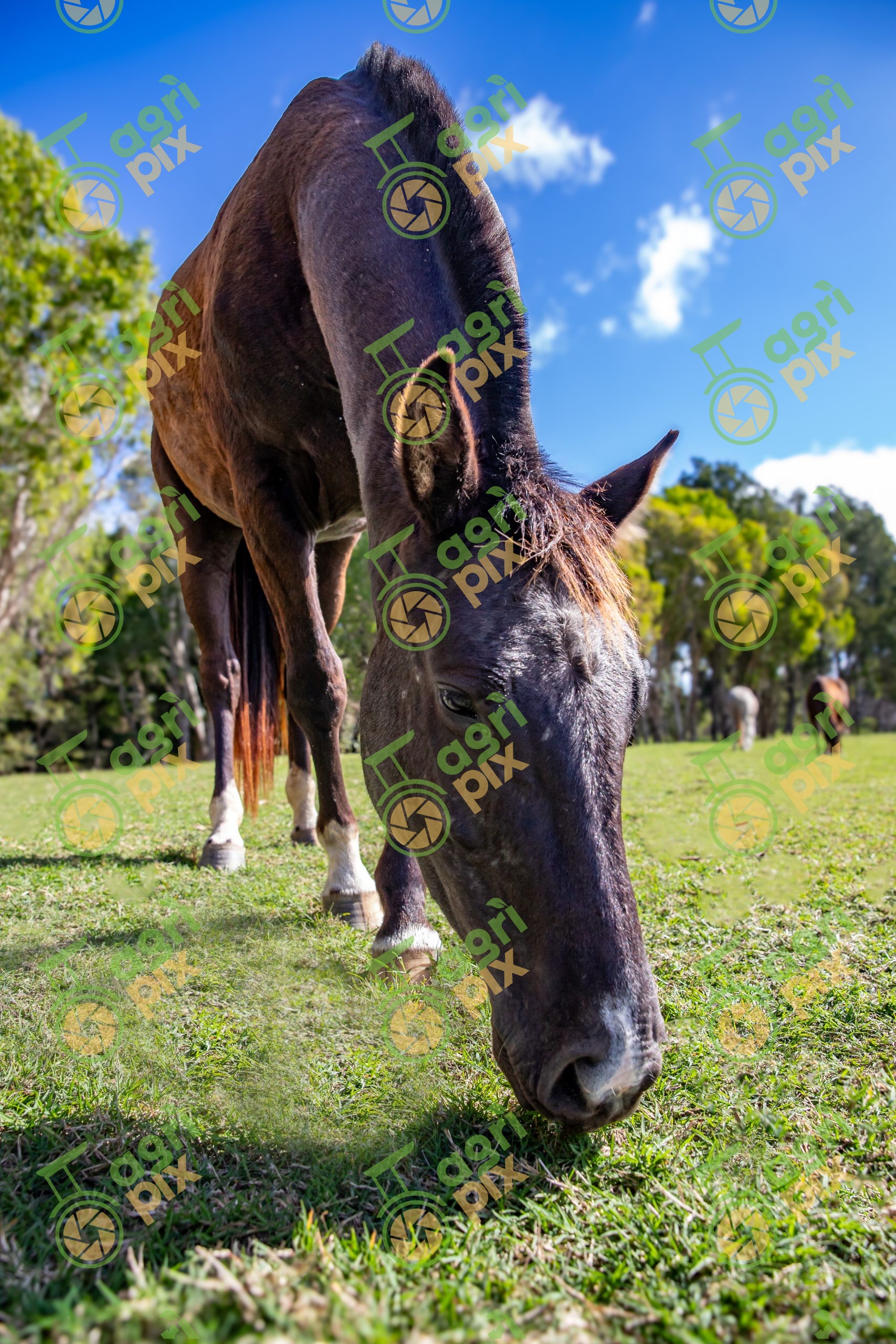 Quarter Horse