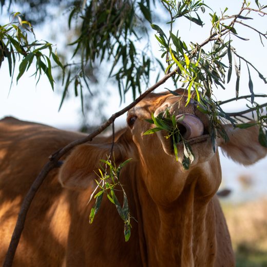 AgriPix really is building more than a stock image library