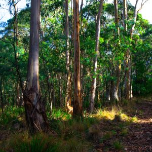 Eastern Grey Kangaroo in Eucalypt Forest, Coolah Tops National Park NSW