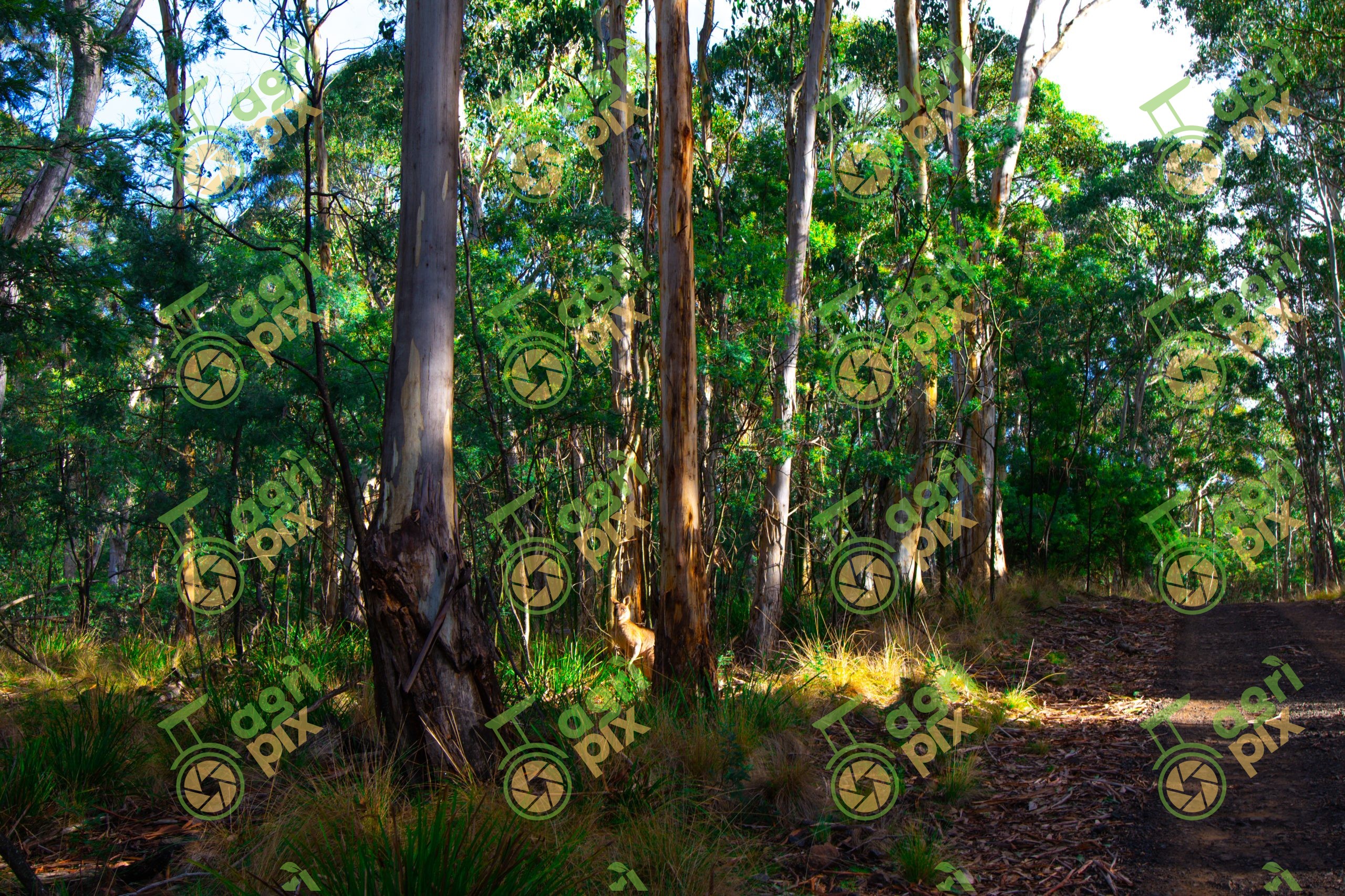 Eastern Grey Kangaroo in Eucalypt Forest, Coolah Tops National Park NSW