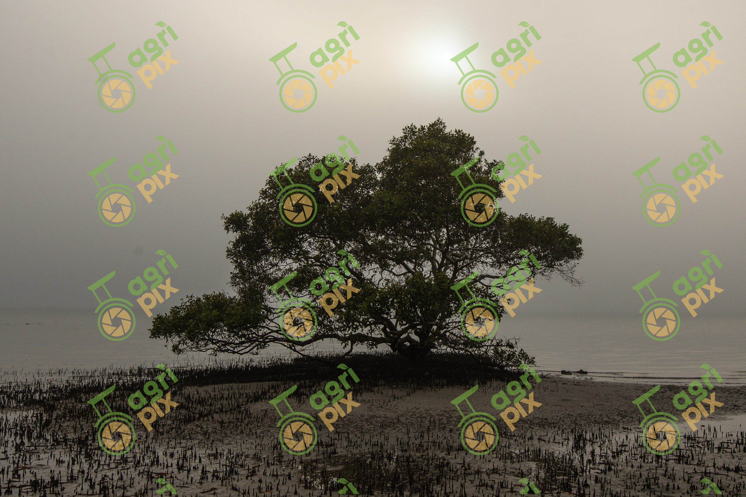 Mangrove Tree on a Misty Morning at Lemon Tree Passage, Port Stephens NSW