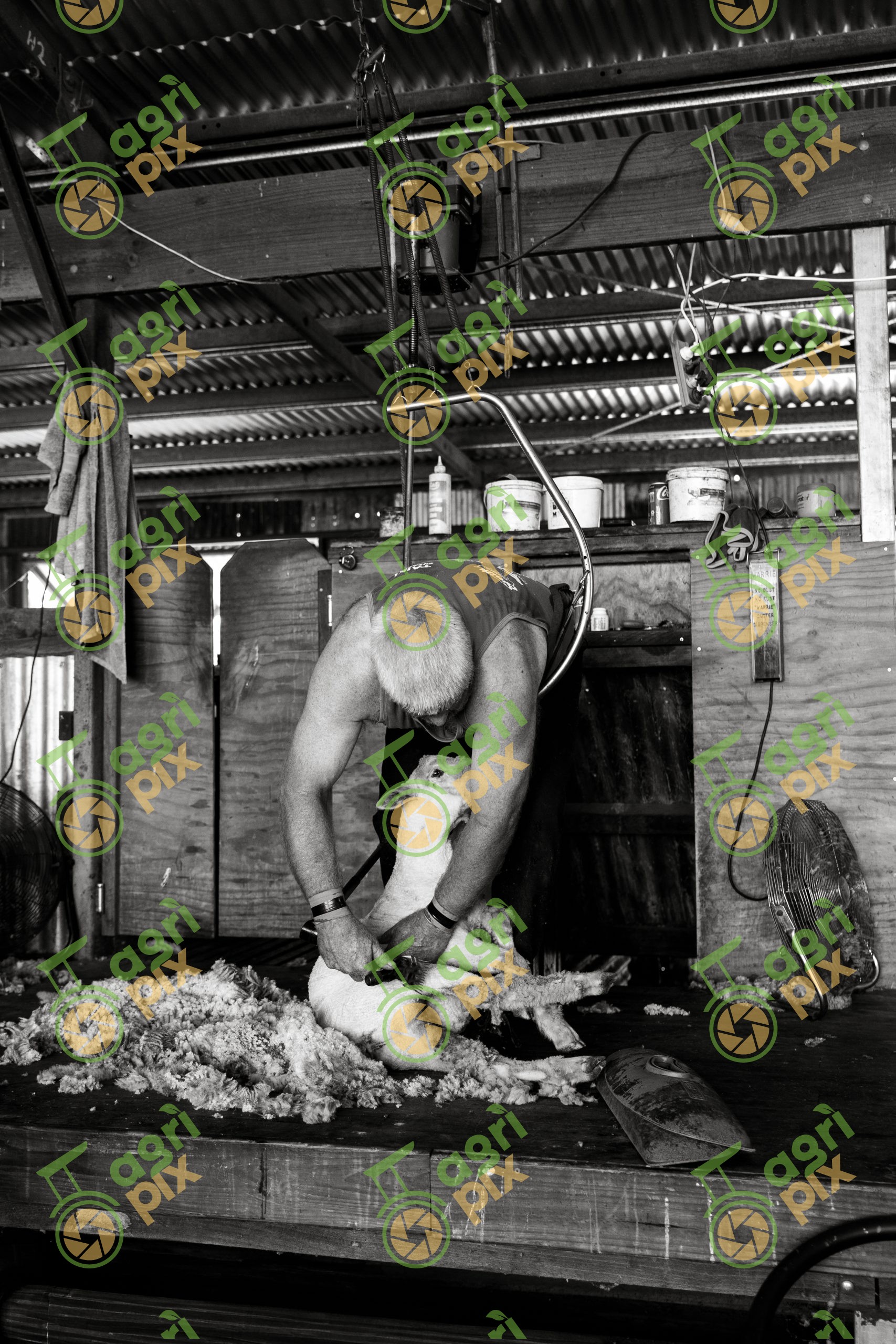 Mt Beagle Shearing Shed