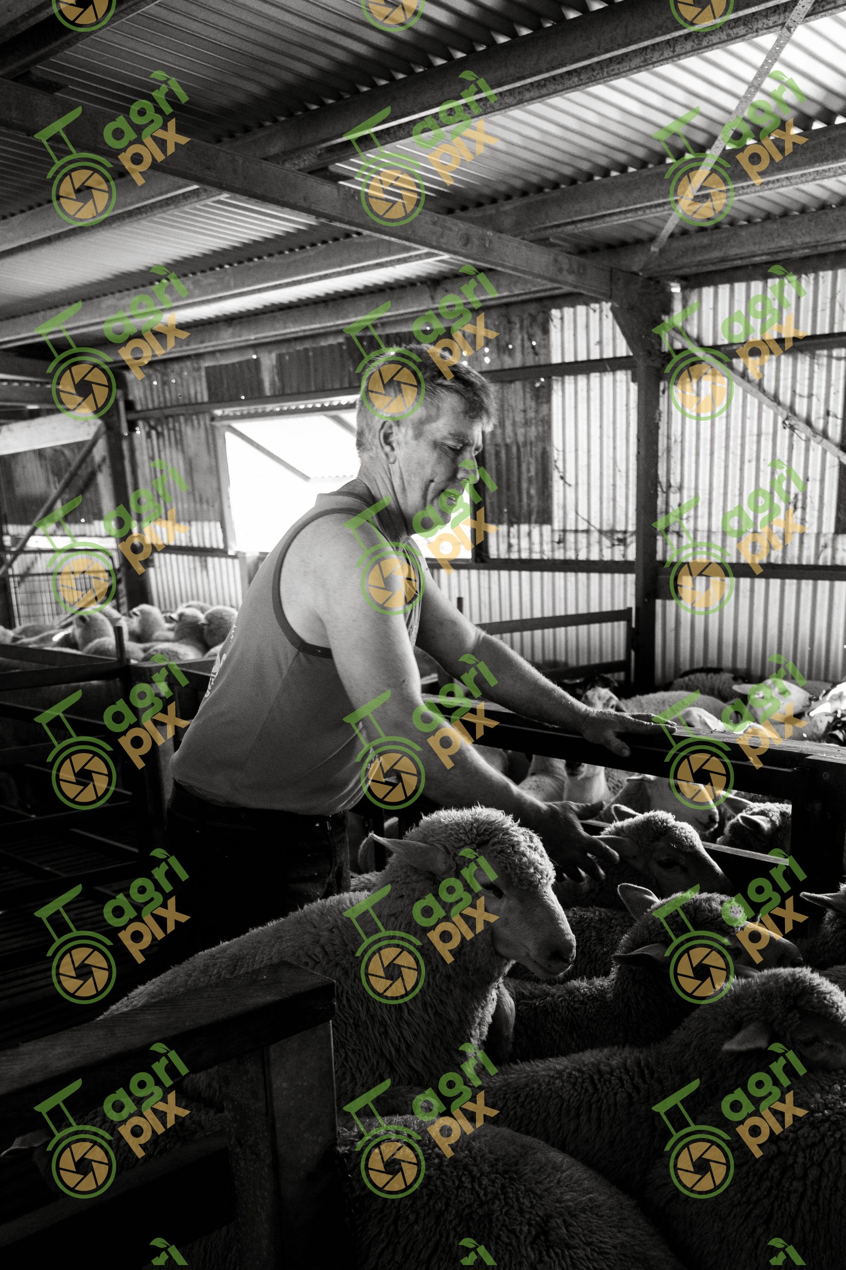 Black and White Portrait of a Rouseabout Working in the Shearing Shed at Mount Beagle, Inverell, NSW