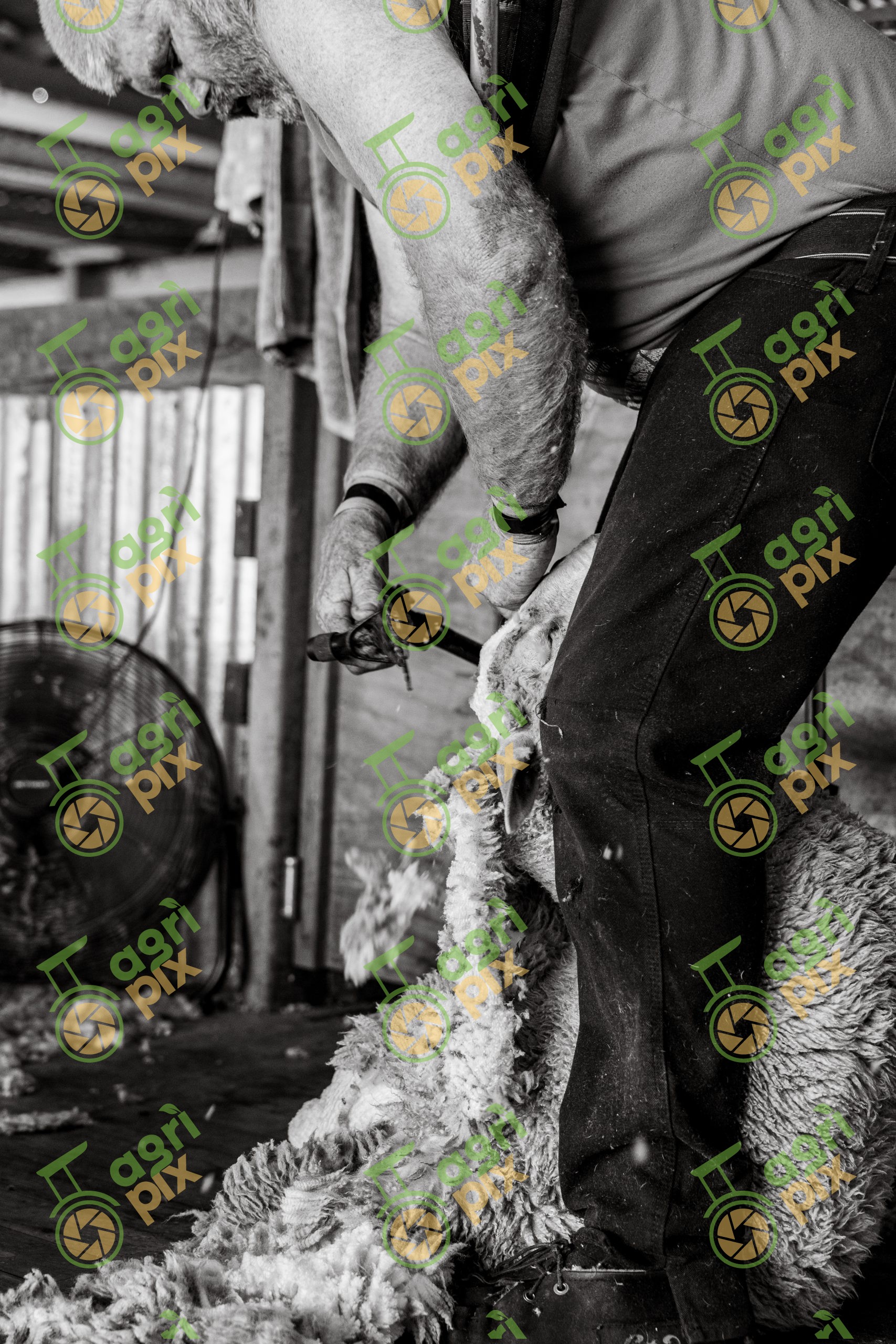 Sheep Shearing