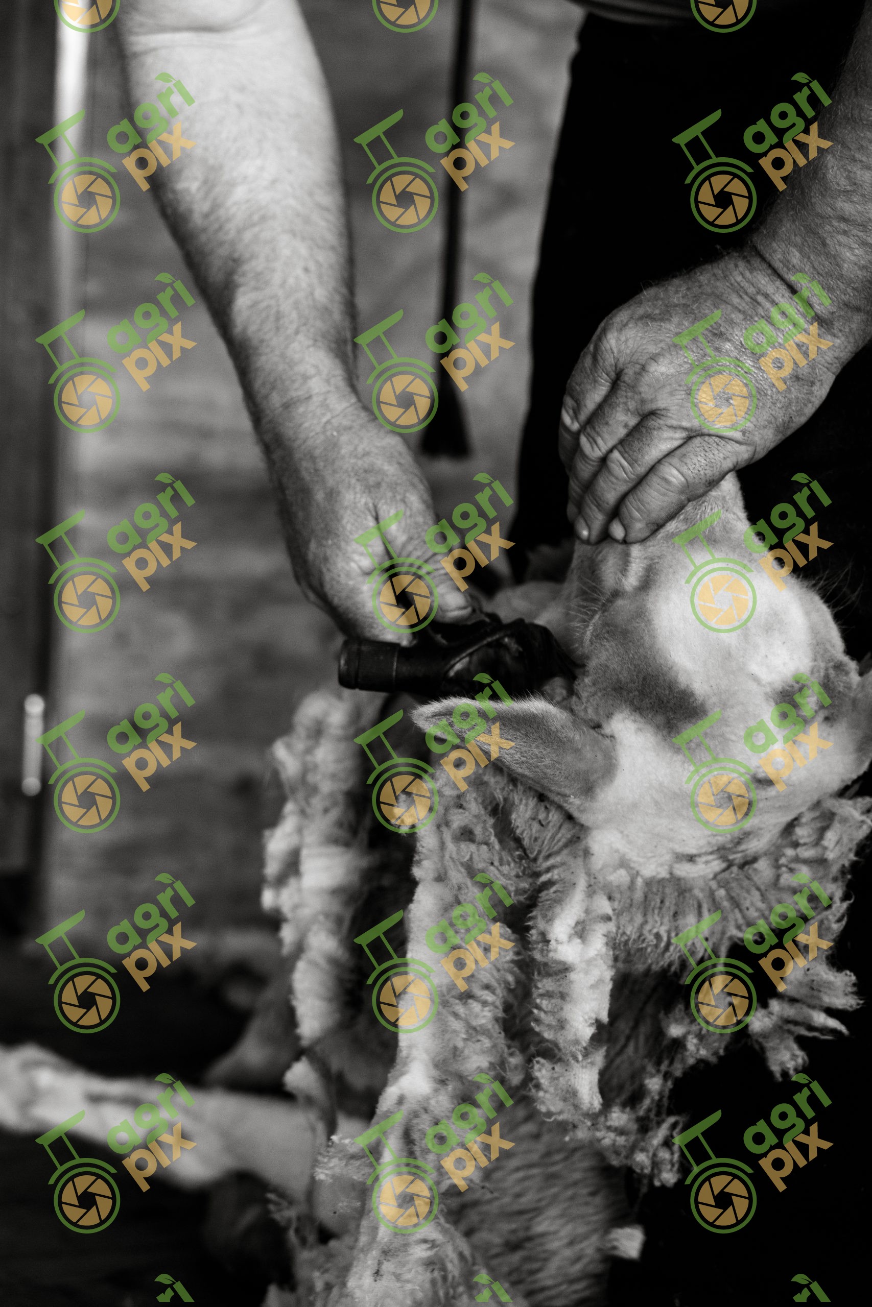 Sheep Shearing