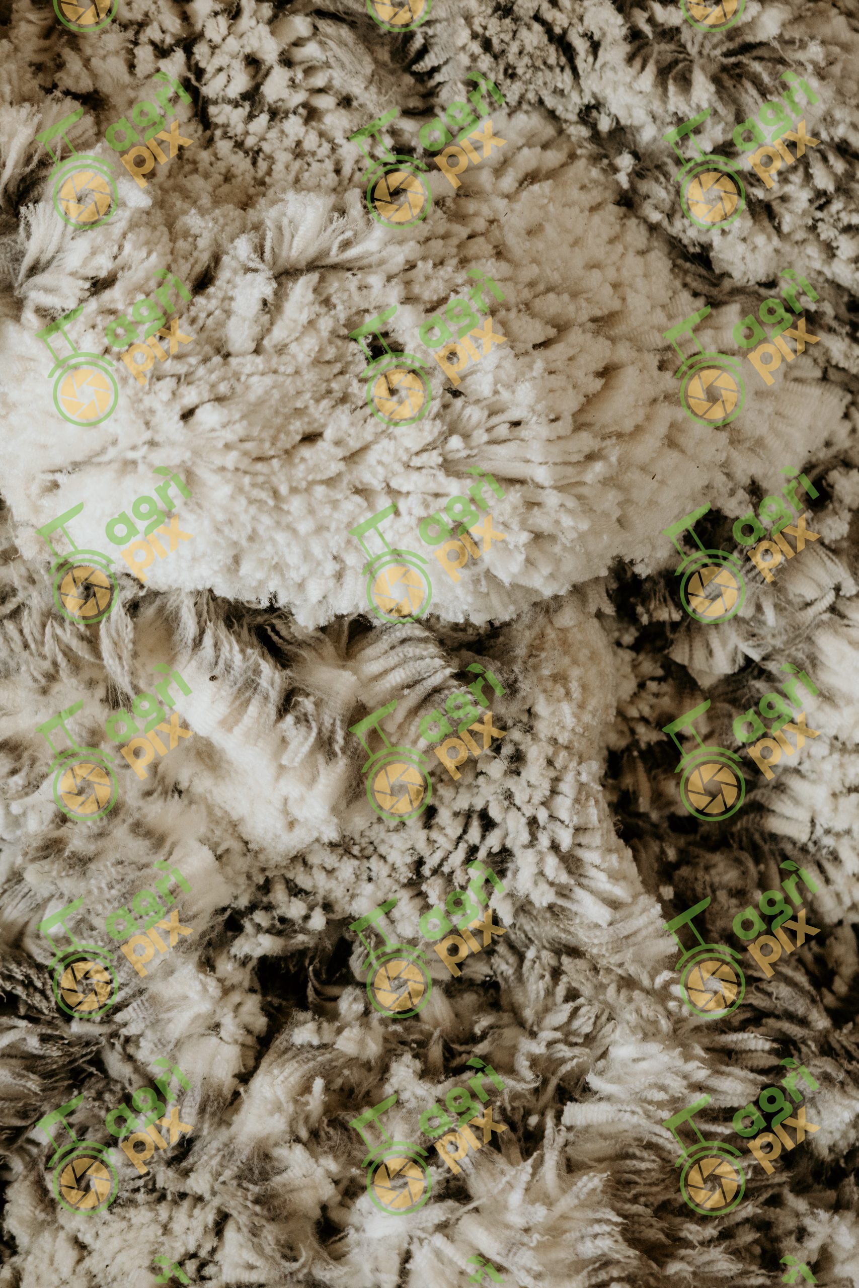 Sheep fleece