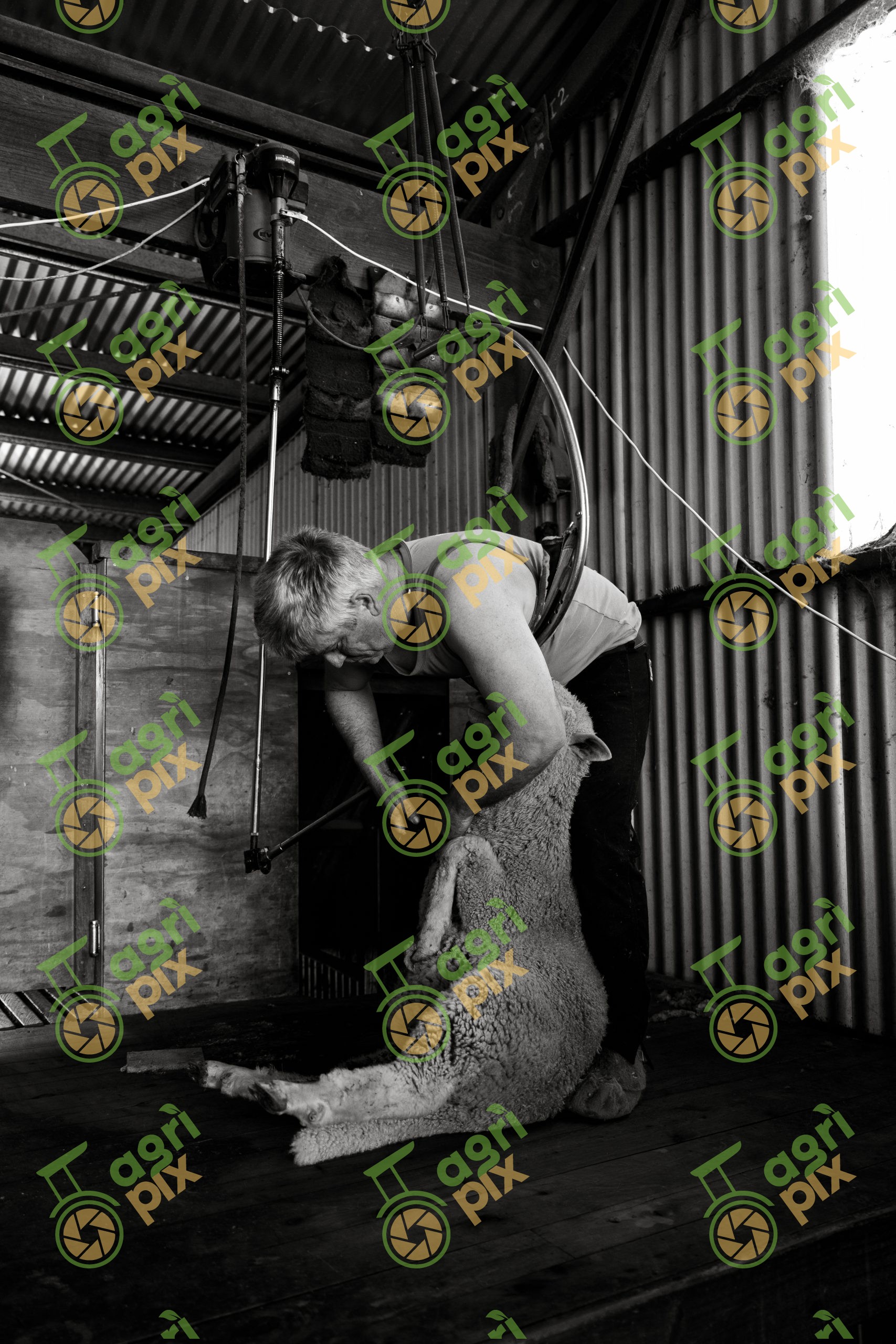 Shearing sheep