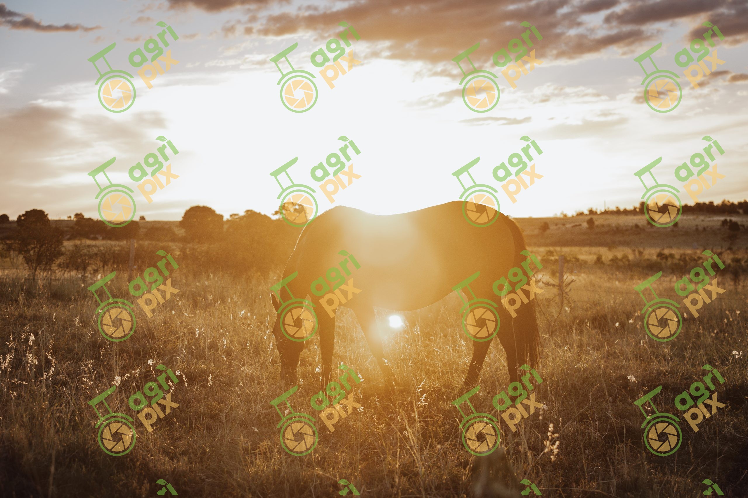 Horse Grazing at Sunset