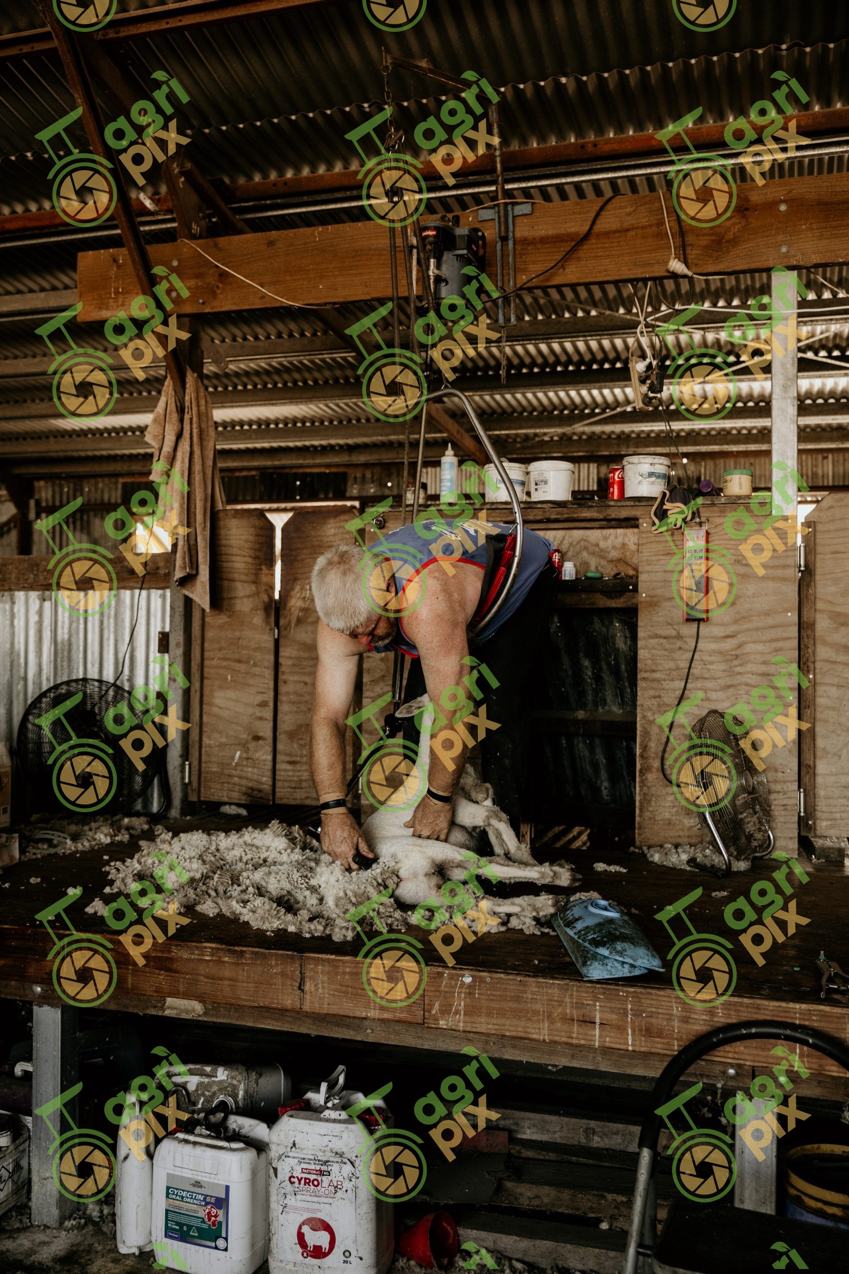 Shearer at Work in the Historic Mount Beagle Shearing Shed, Inverell, NSW
