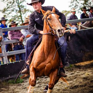 Horse and Rider Cutting Out a Beast During Campdraft at Beaudesert, Queensland