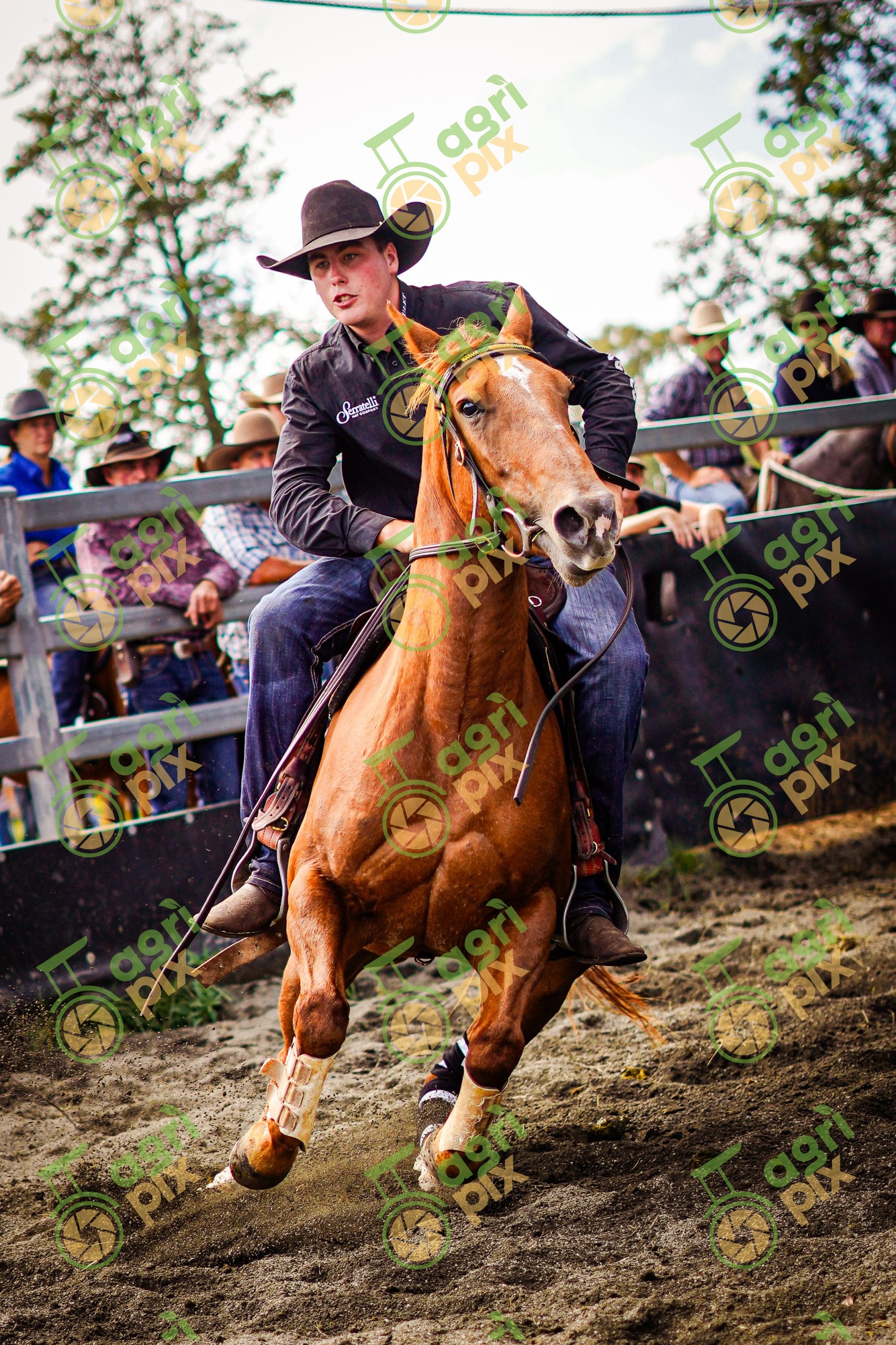 Horse and Rider Cutting Out a Beast During Campdraft at Beaudesert, Queensland