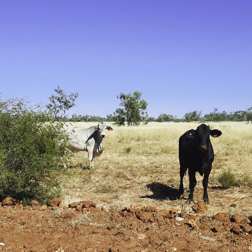 Beef Production in Australia: vastly different landscapes supporting one industry