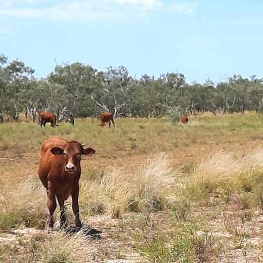 Australian Beef in 2026: what’s ahead in the pasture