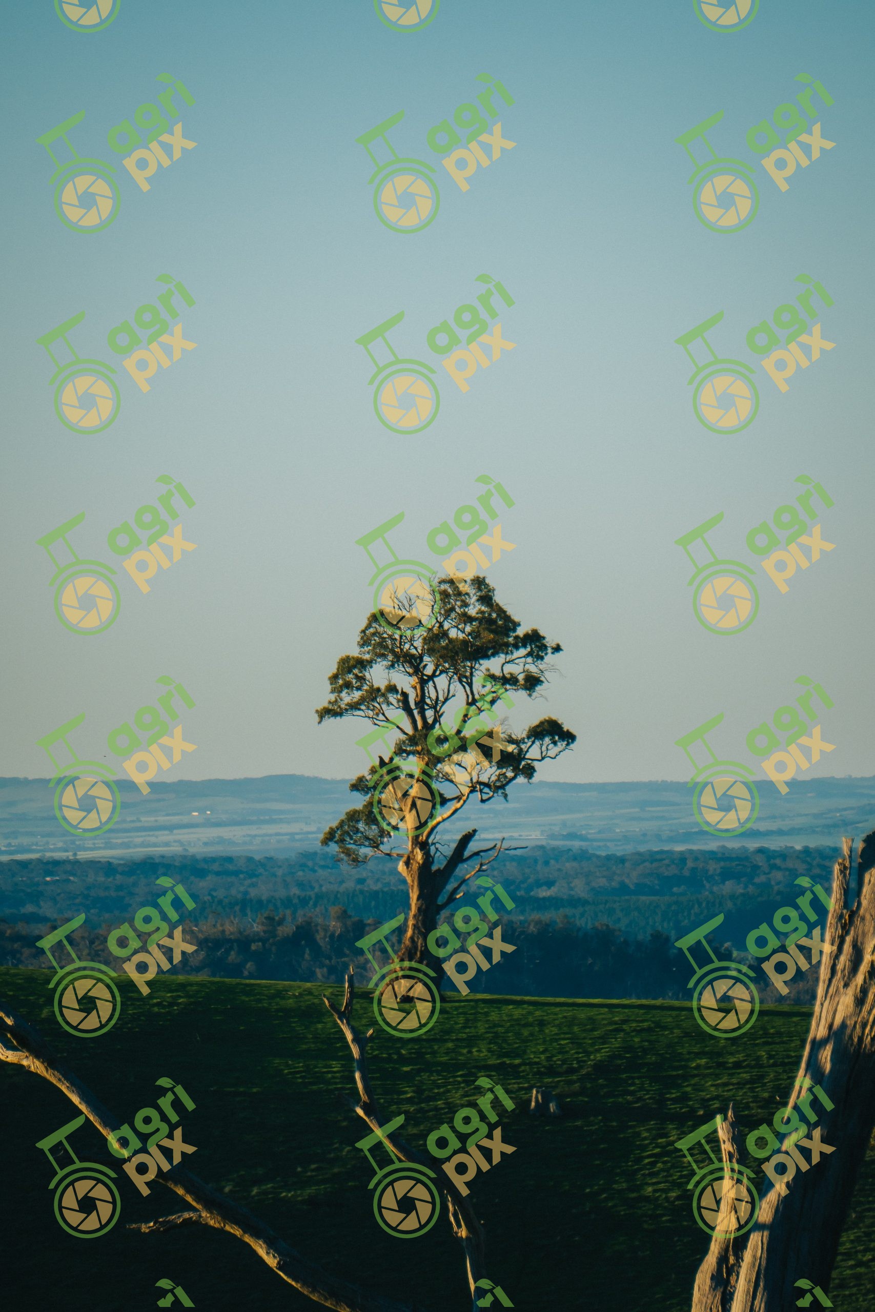 Lone Paddock Tree Overlooking Farmland at Forreston, South Australia