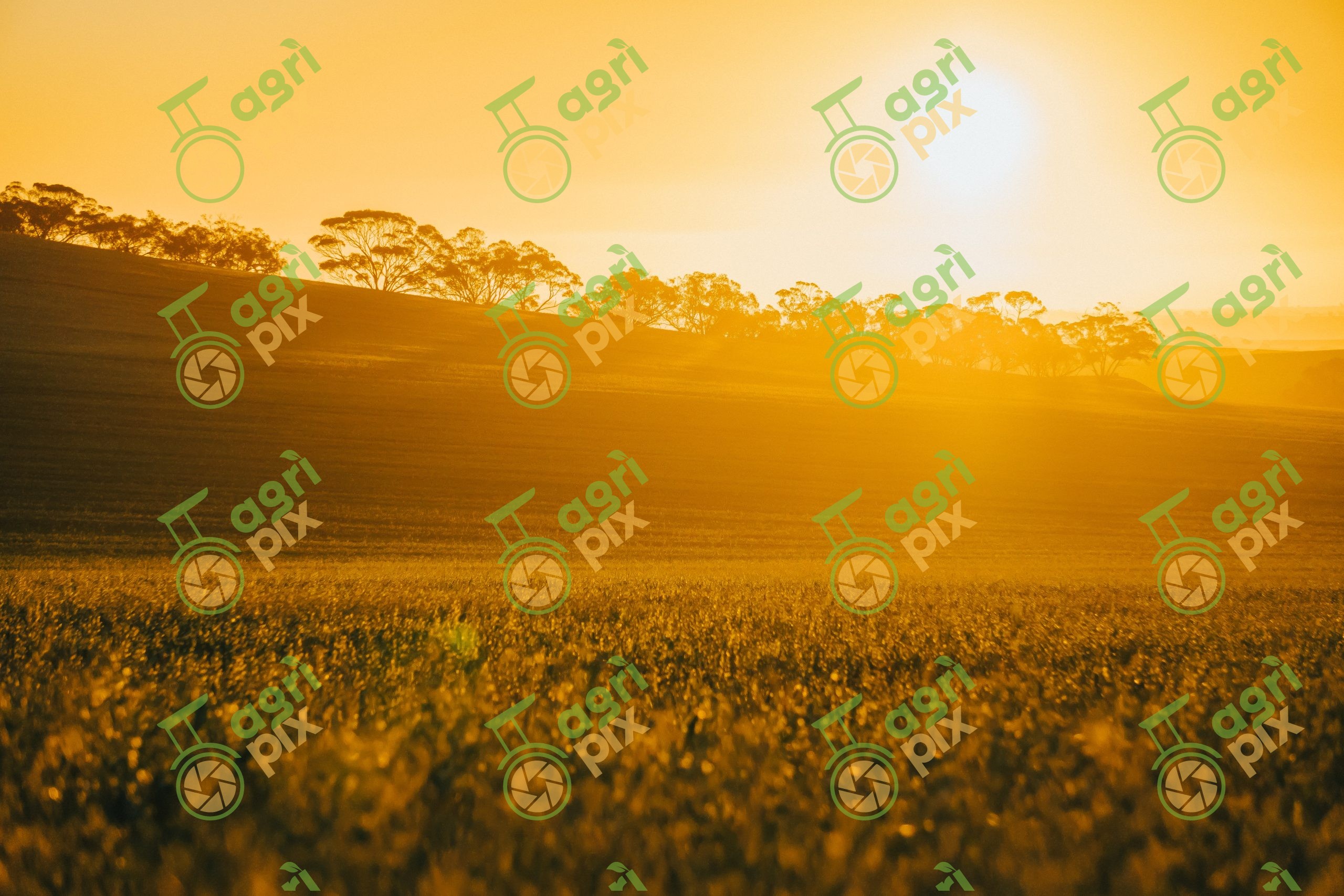 Spring Cereal Crop at Sunset in South Australia’s Lower Mid-North
