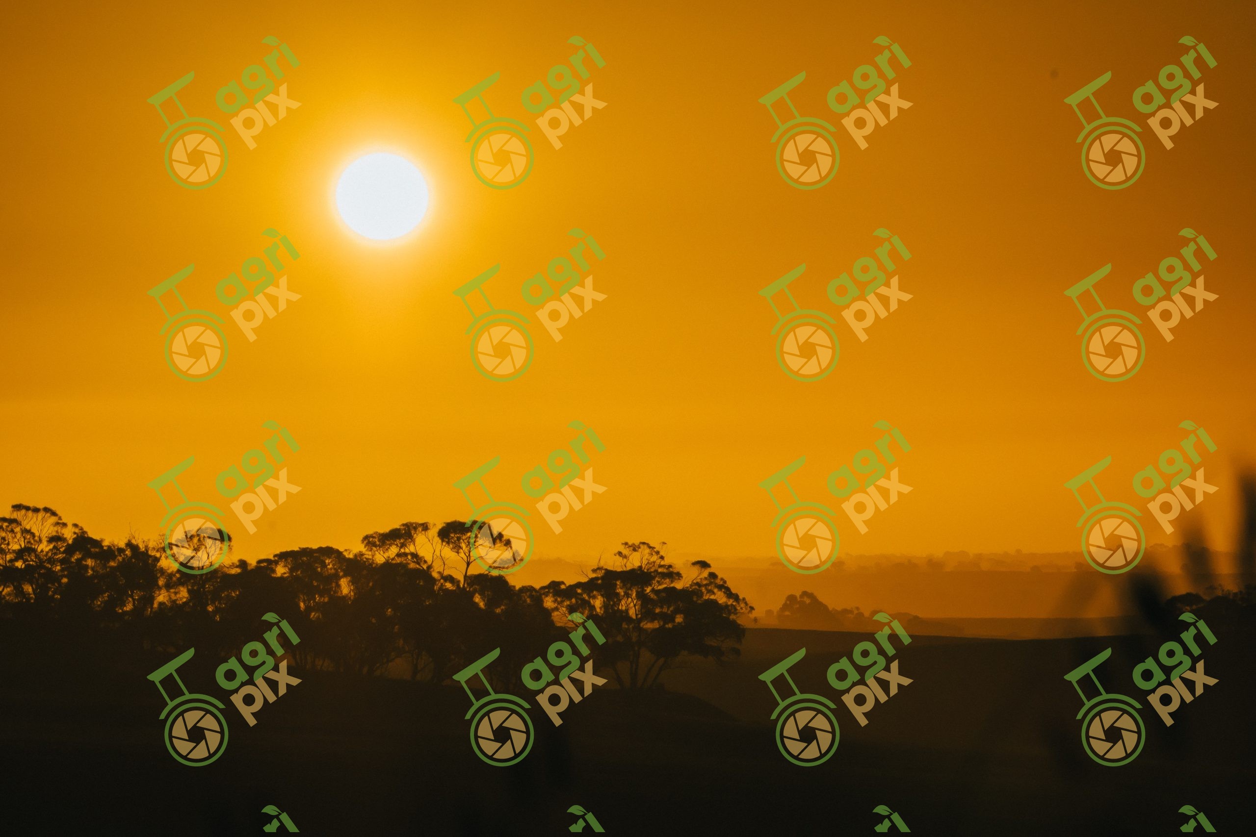 Cereal Cropping Landscape at Sunset in South Australia’s Lower Mid-North