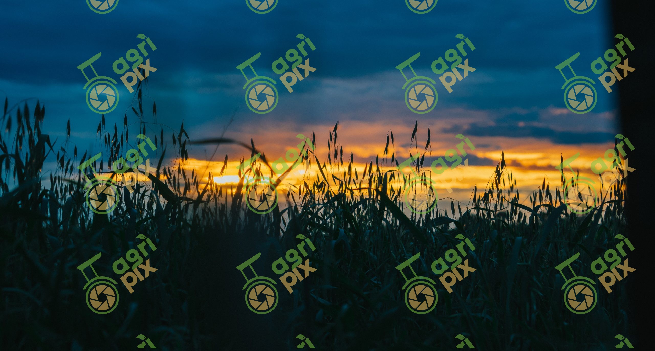 Oat Crop Silhouetted at Sunset in South Australia’s Lower Mid-North