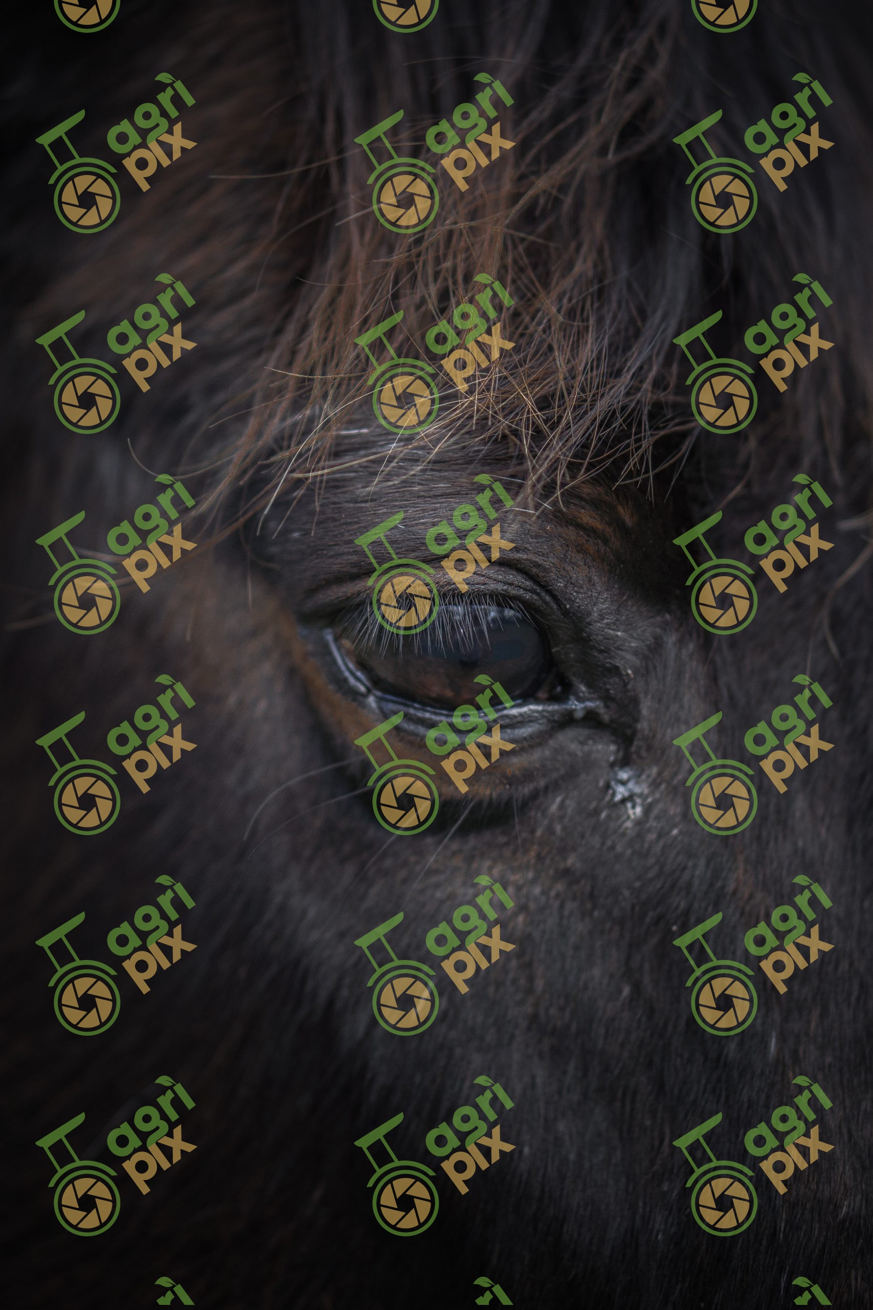 Close-up of Horse Eye on Adelaide Hills Farm, South Australia