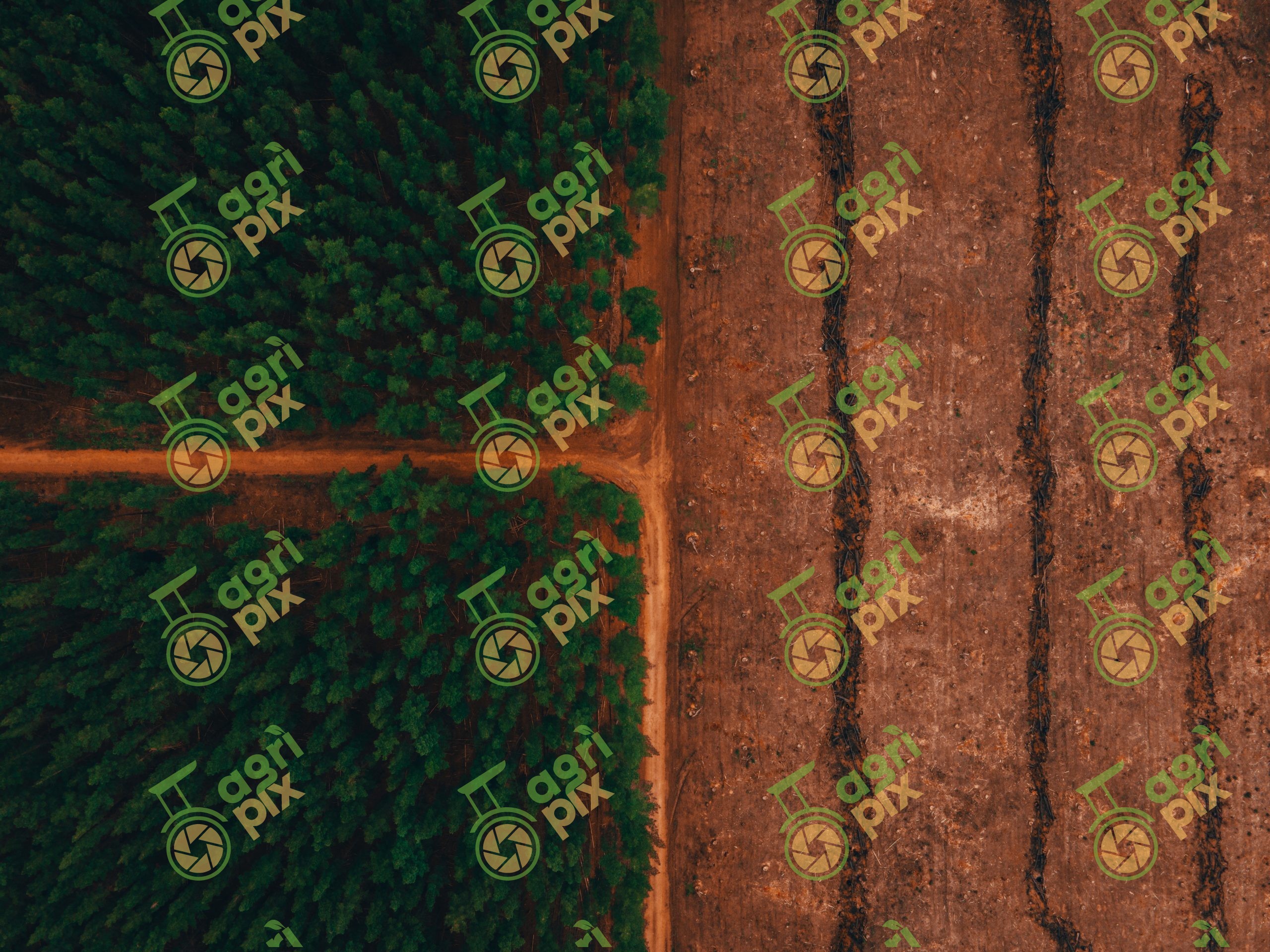Aerial View of Pine Plantation Logging in the Barossa Valley, South Australia