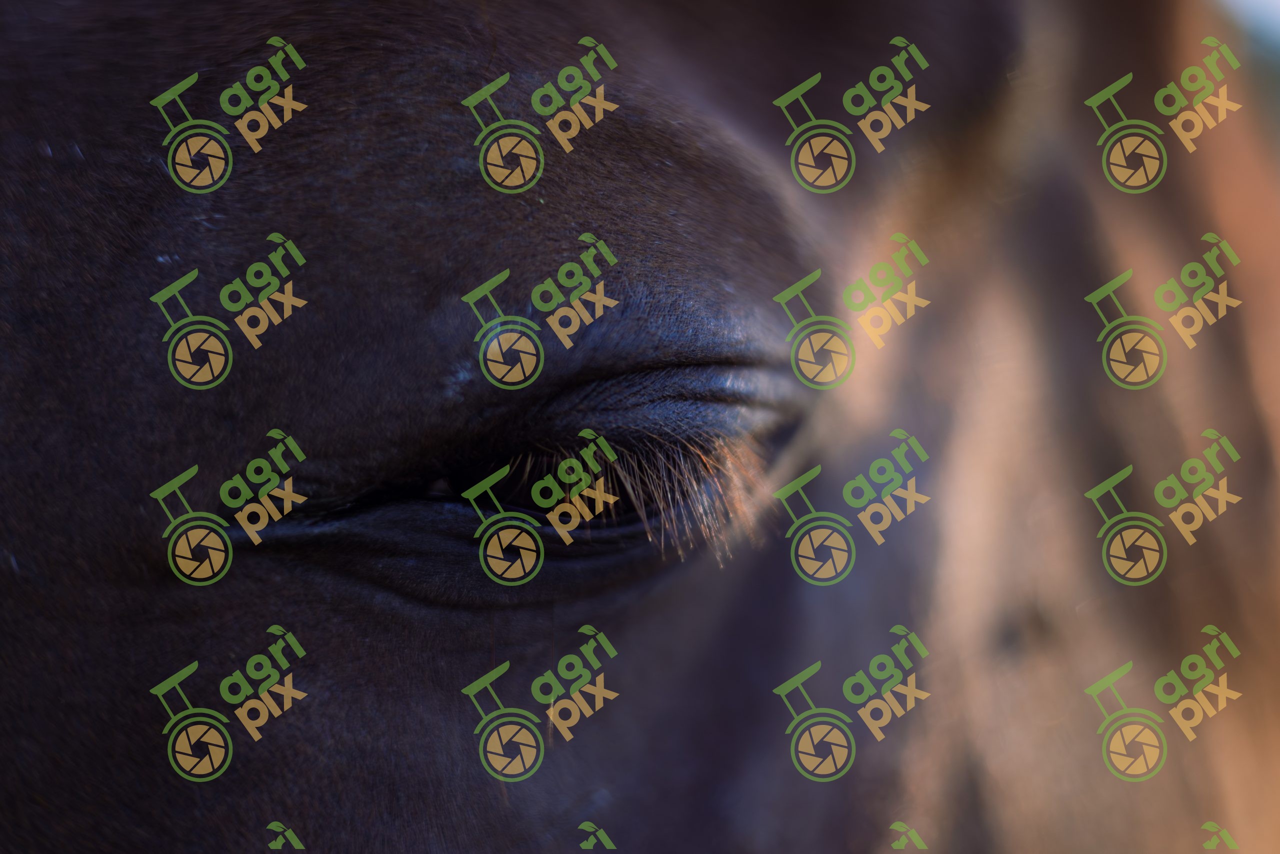 The Horse’s Eyelashes