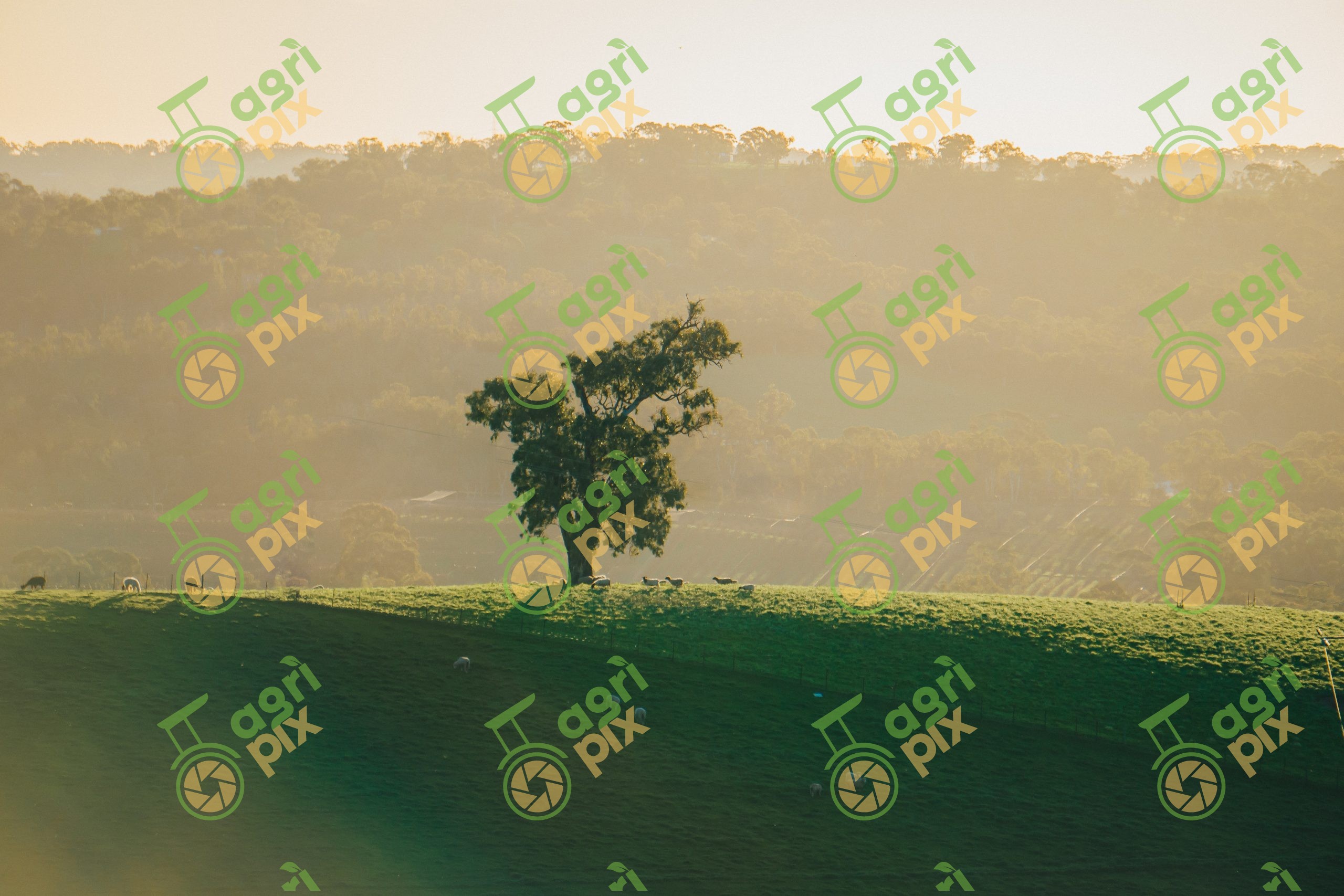 Lone Paddock Tree at Forreston in the Adelaide Hills, South Australia