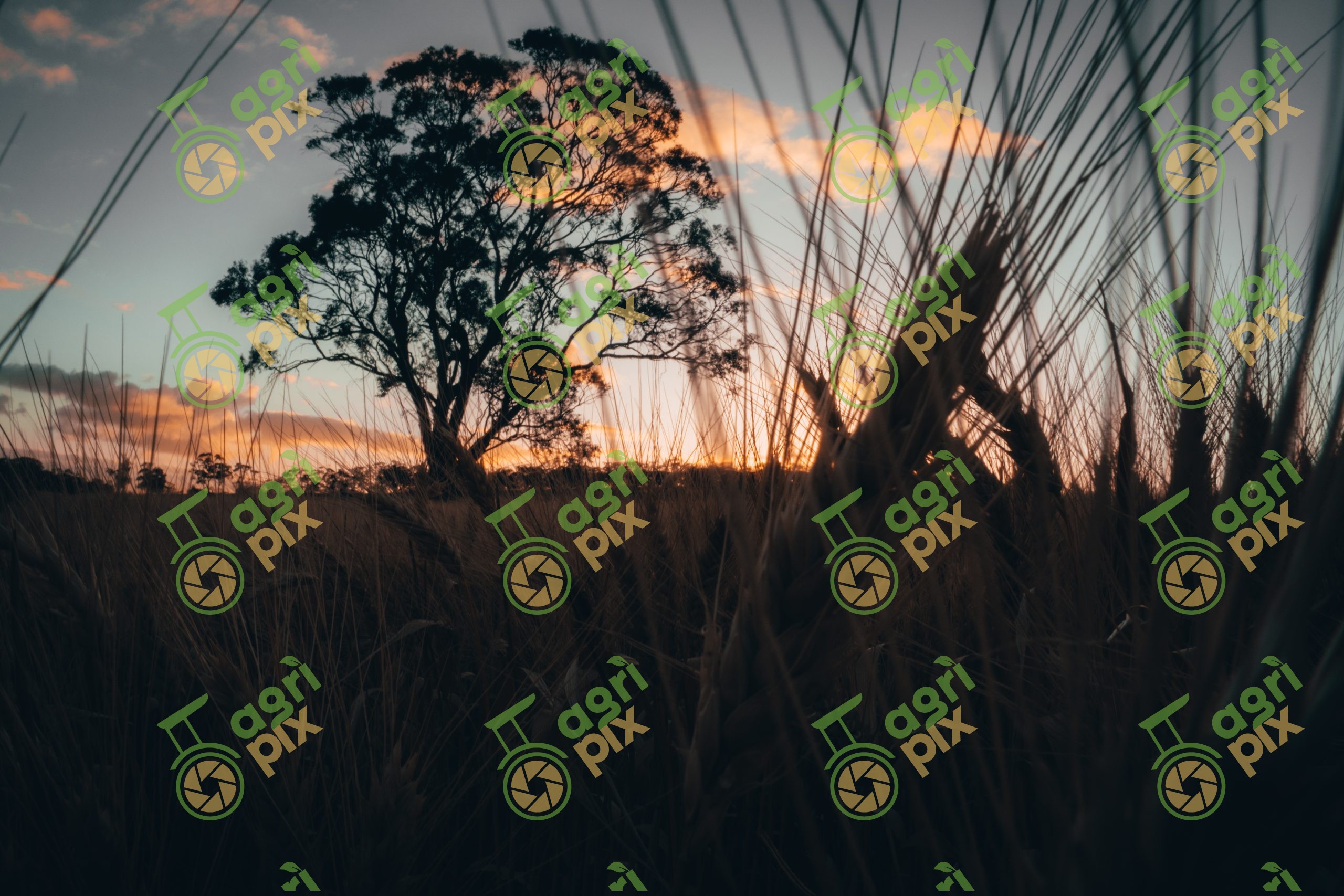 Lone Tree Among Cereal Crop at Sunset, Hamilton, South Australia