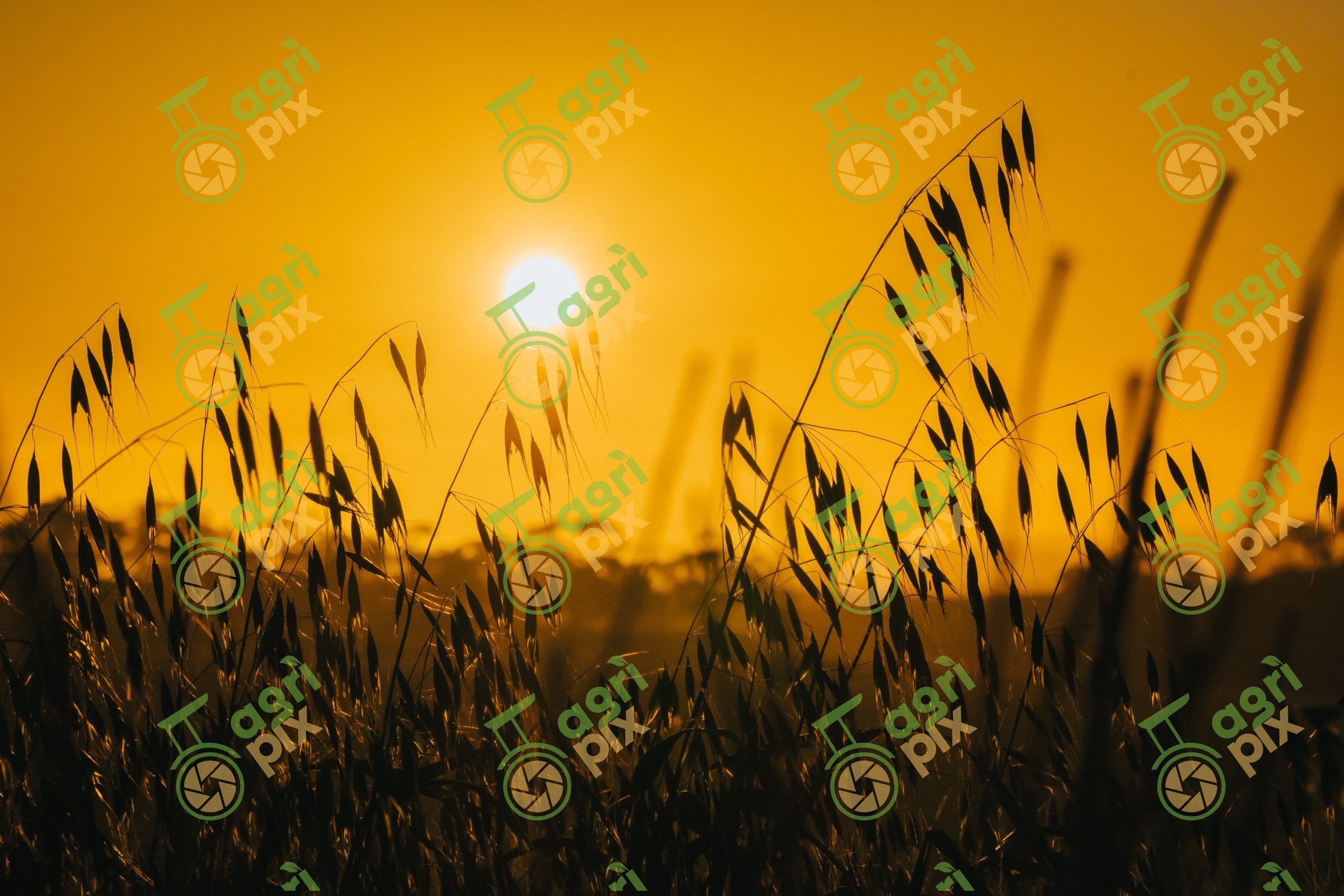 Oat Crop at Sunset near Kapunda, South Australia