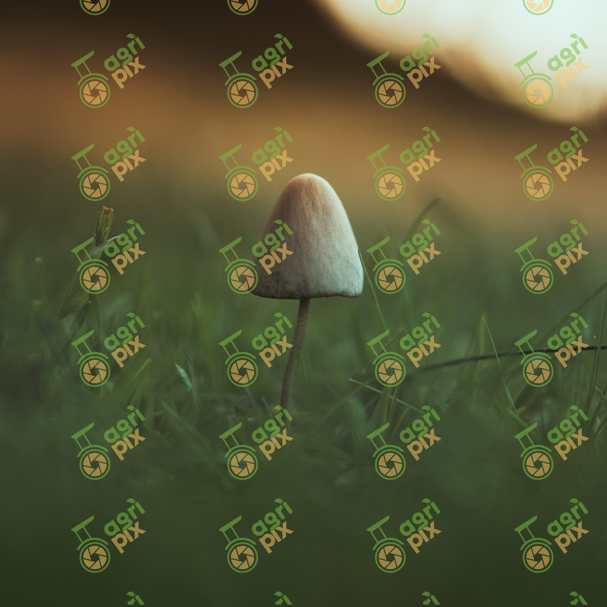 Likely Milky Conecap Mushroom in Pasture at Forreston, South Australia