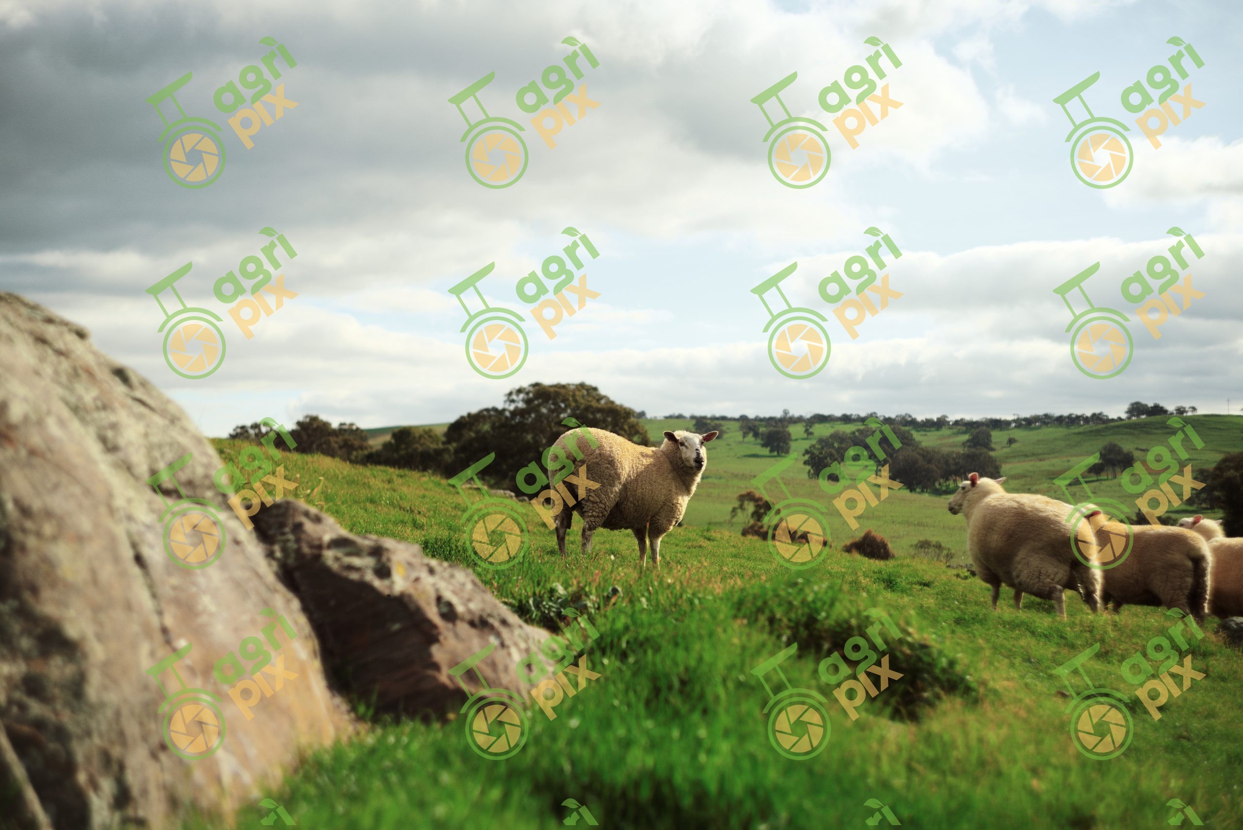 Mixed Breed Sheep on Winter Pasture at Tungkillo, South Australia