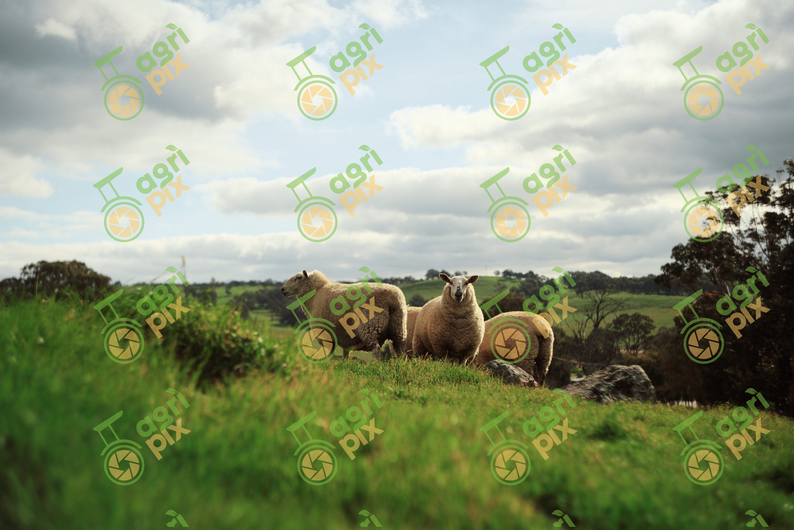 Mixed Breed Sheep on Winter Pasture at Tungkillo, South Australia